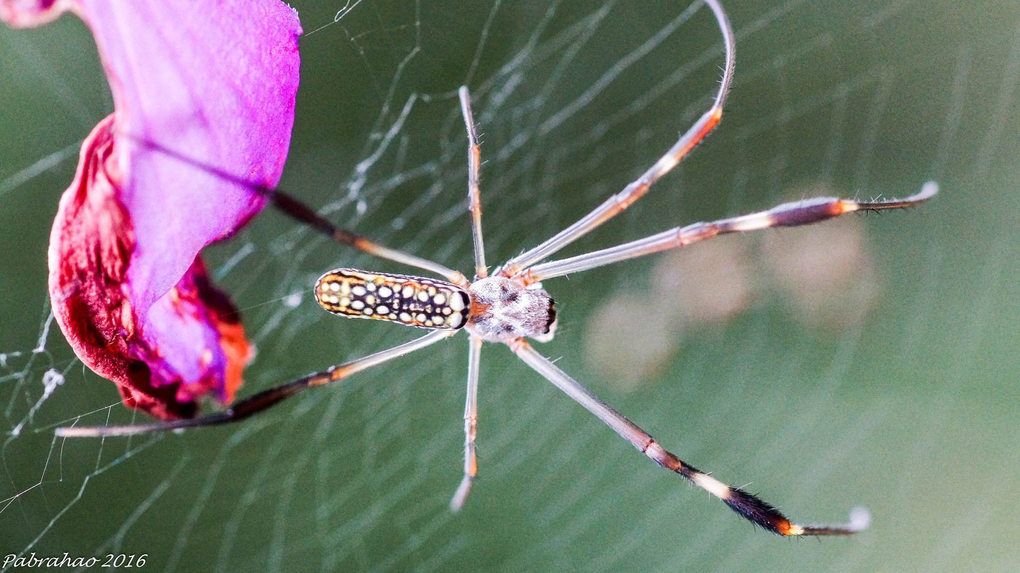 Sony SLT-A57 + Tamron SP AF 90mm F2.8 Di Macro sample photo. Garden spider. photography