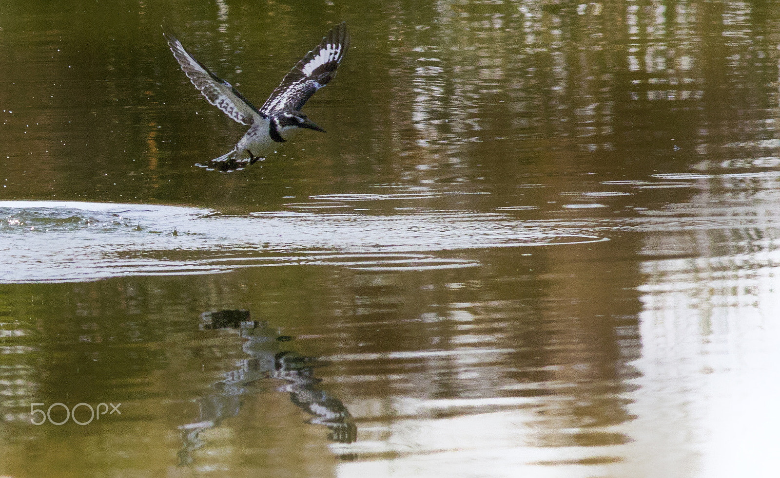 Canon EOS 7D sample photo. Pied kingfisher photography