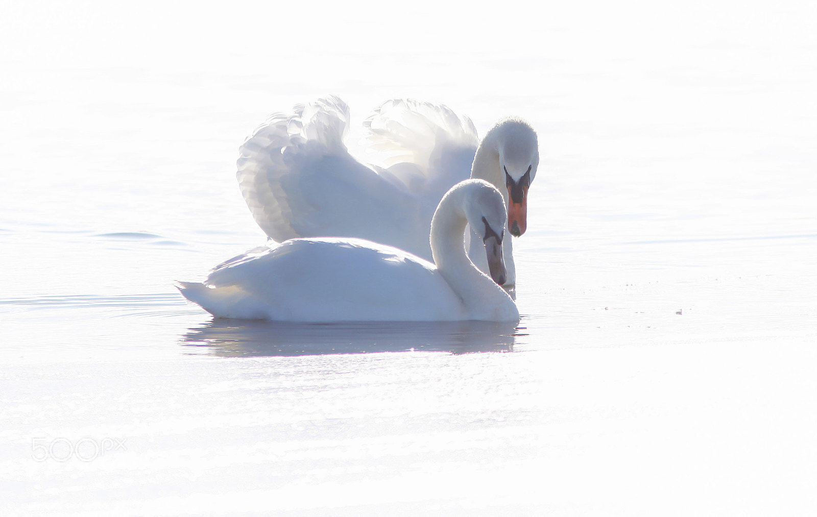 Canon EOS 5D Mark II sample photo. Swan love photography