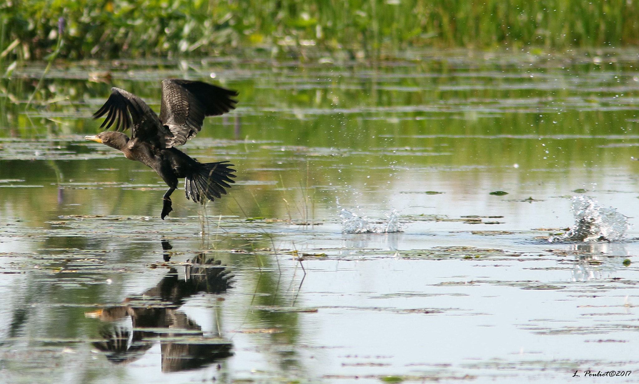 Canon EF 300mm F4L IS USM sample photo. Flying on water / envol sur l'eau photography