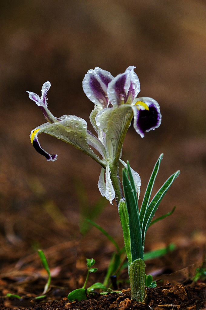 Pentax K20D sample photo. Flower photography