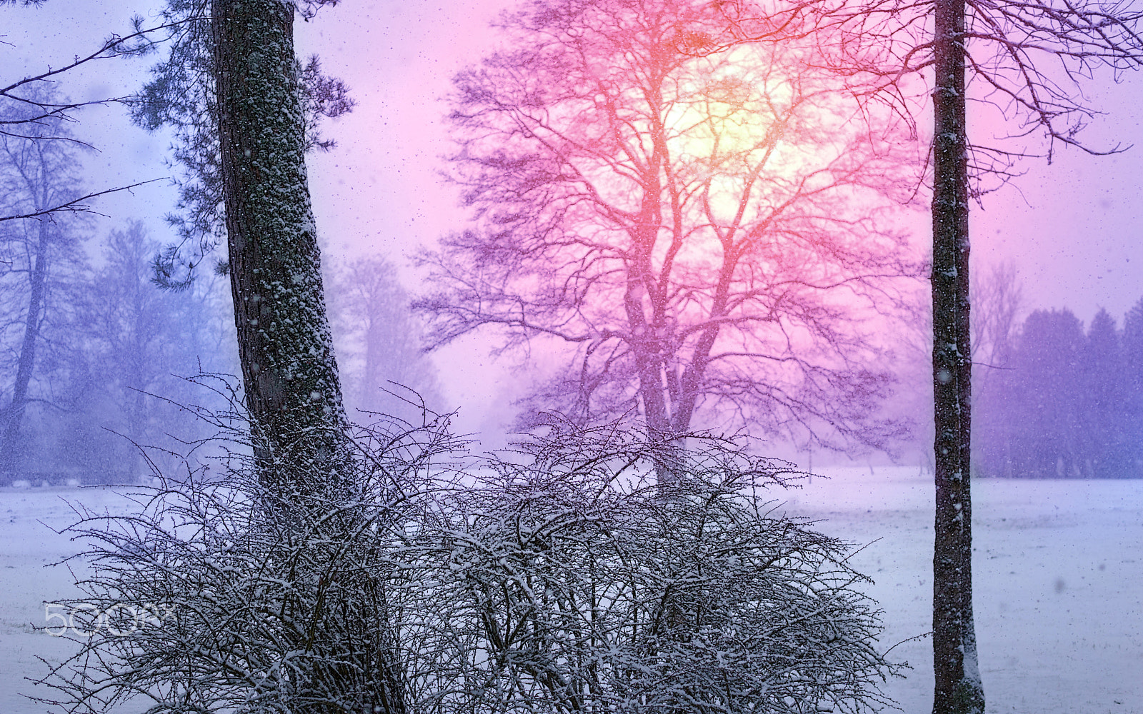Sigma 30mm F2.8 EX DN sample photo. Fantastic winter gallo photography