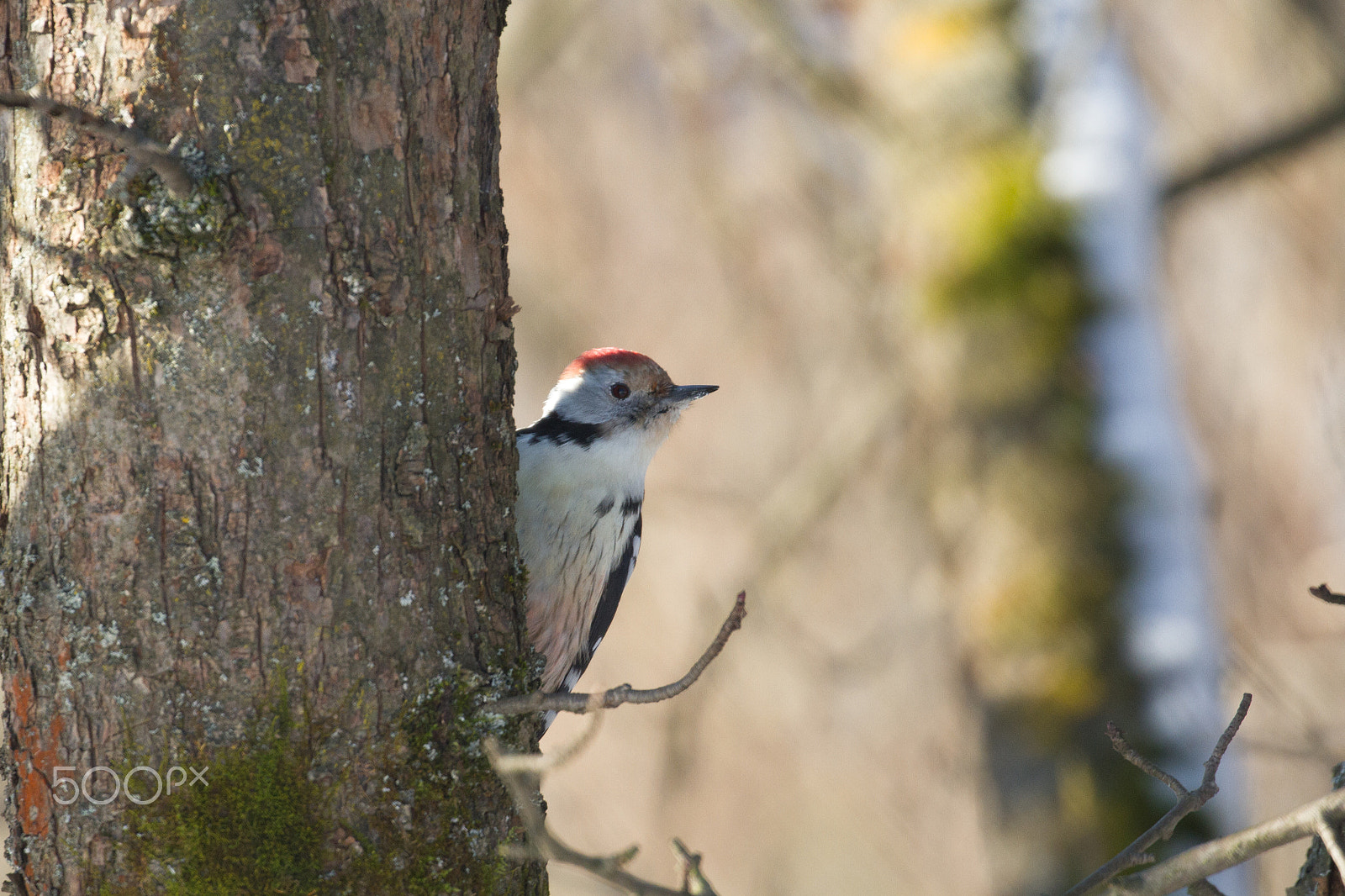 Canon EOS 7D sample photo. Middle spotted woodpecker photography
