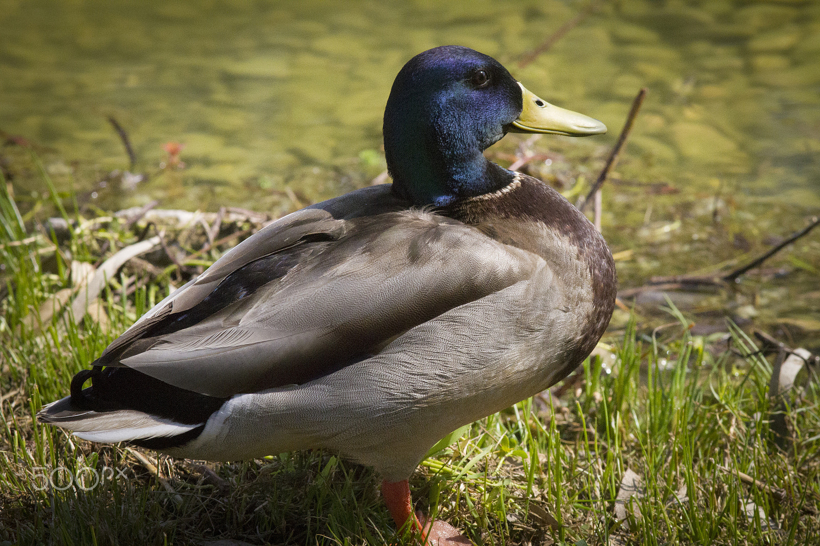 Canon EOS 7D + Canon EF 300mm F4L IS USM sample photo. Mallard (male) photography