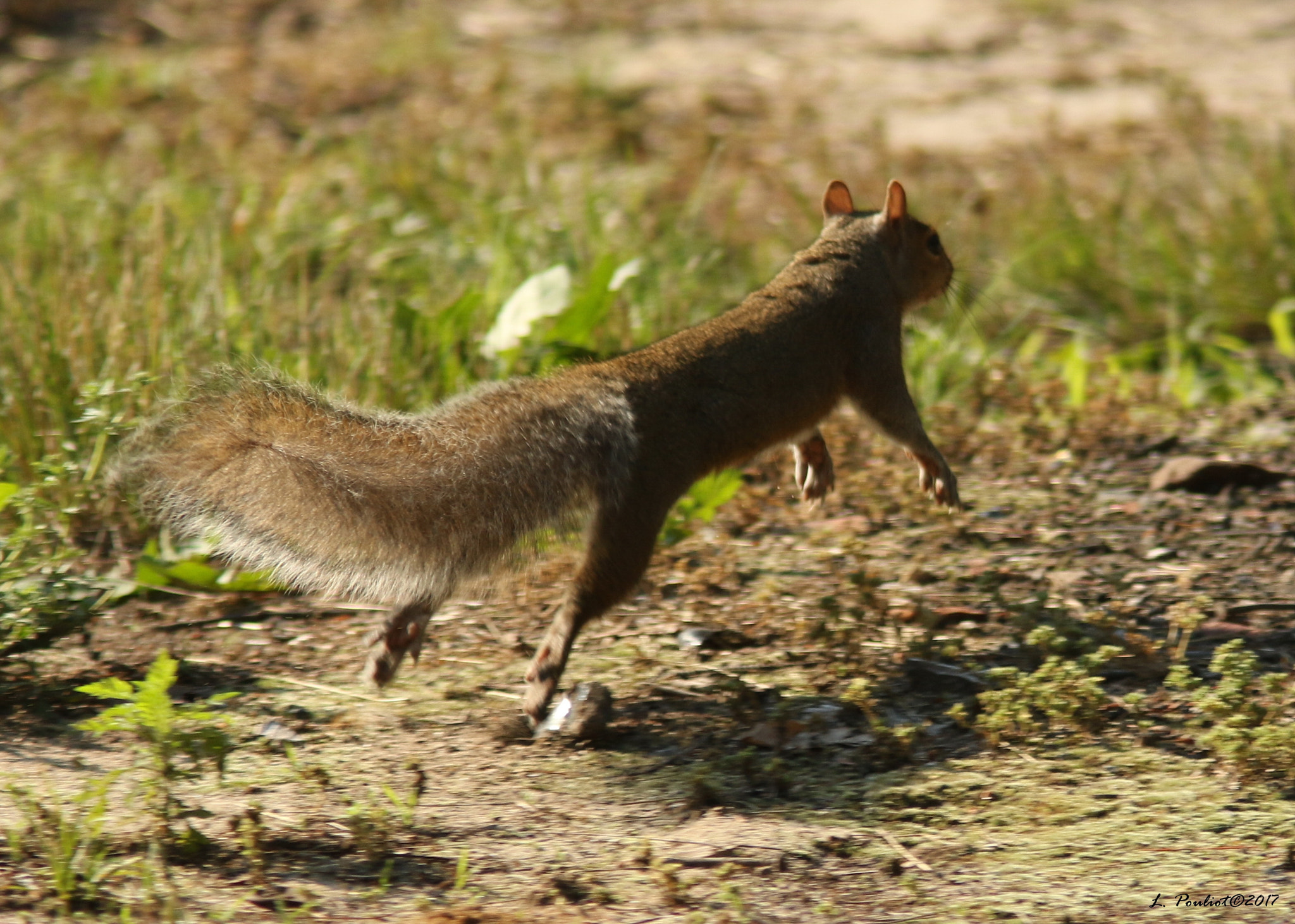 Canon EF 300mm F4L IS USM sample photo. Squirrel jumping - Écureuil sursaute photography