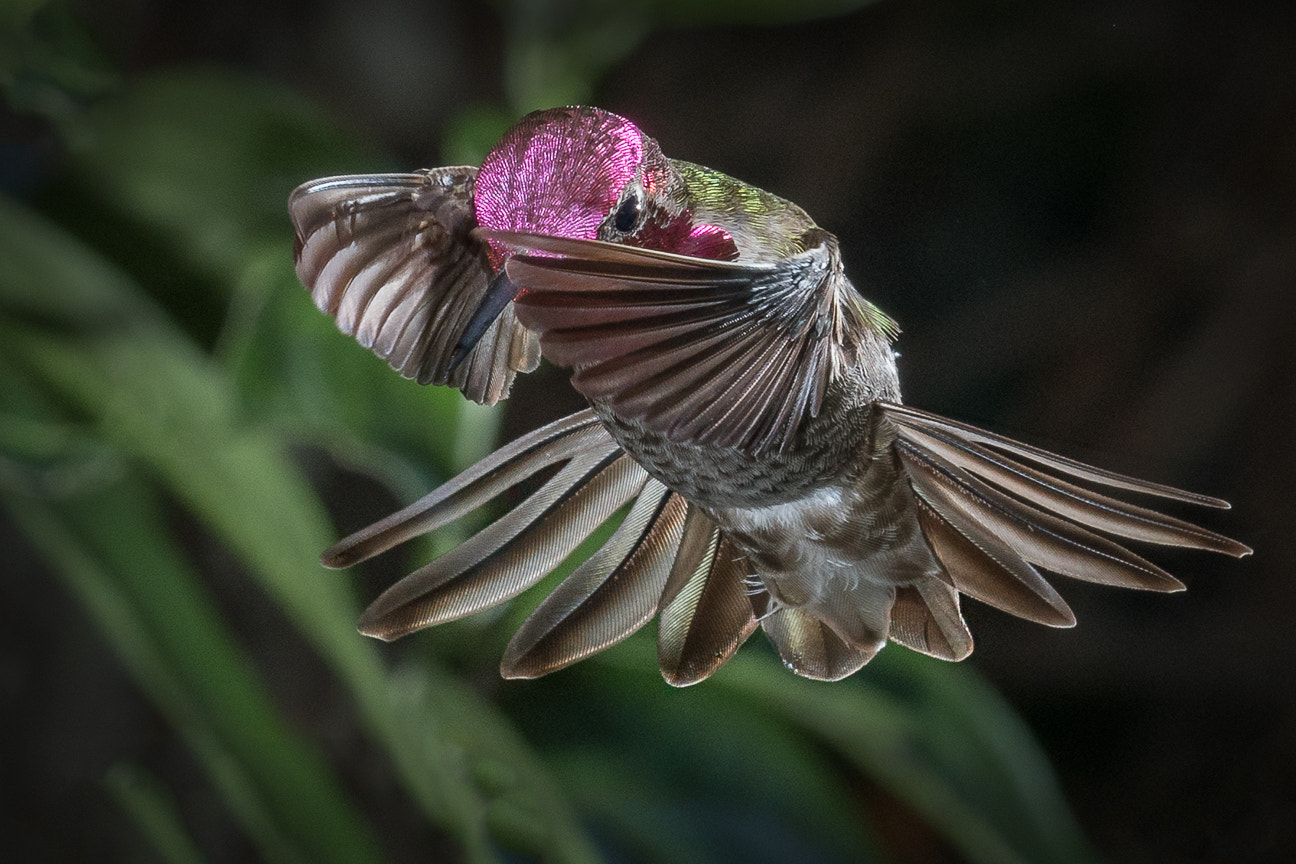 Nikon D500 sample photo. This is a holdup-give me your nector photography