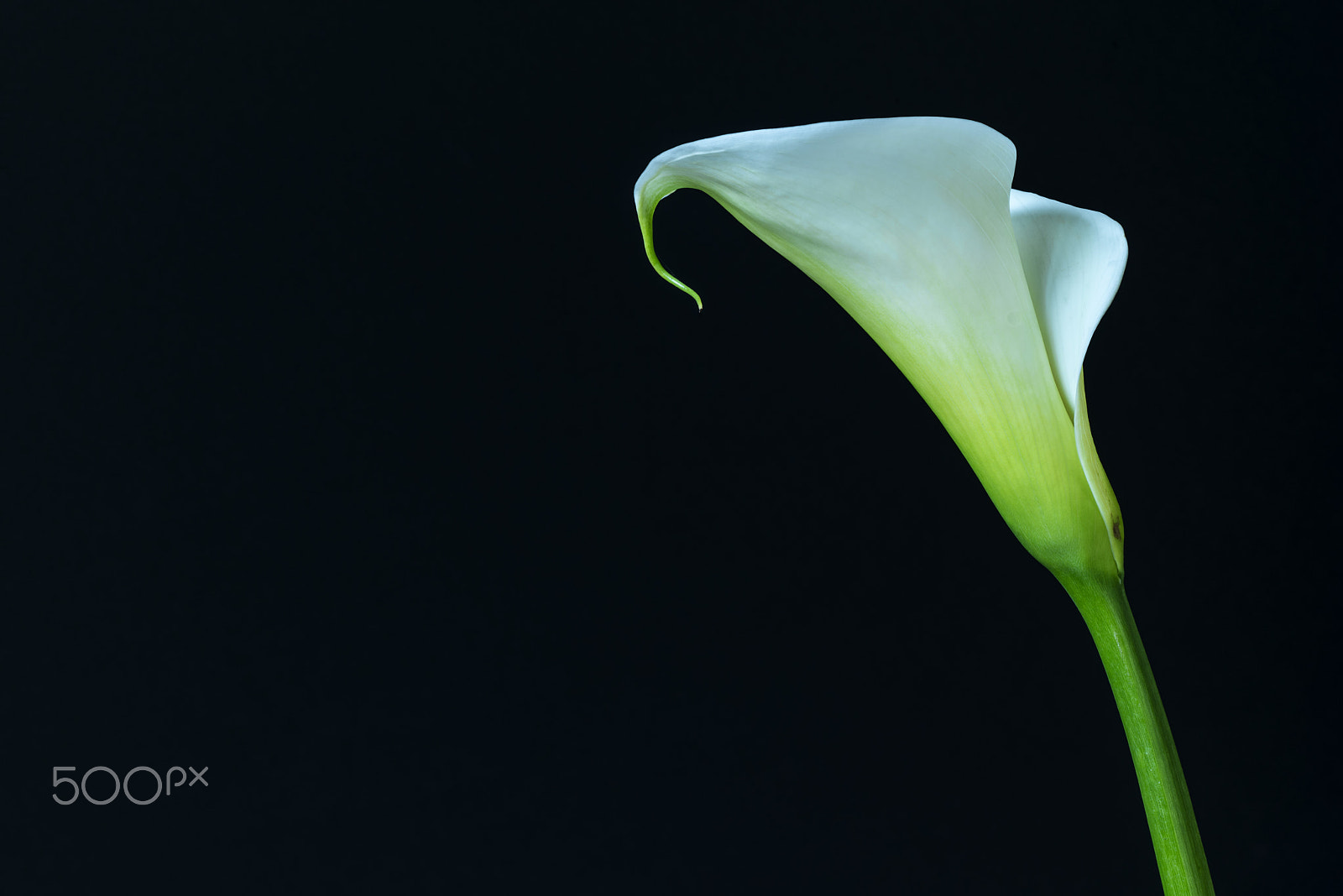 Nikon D800 + PC Micro-Nikkor 85mm f/2.8D sample photo. Arum lily photography