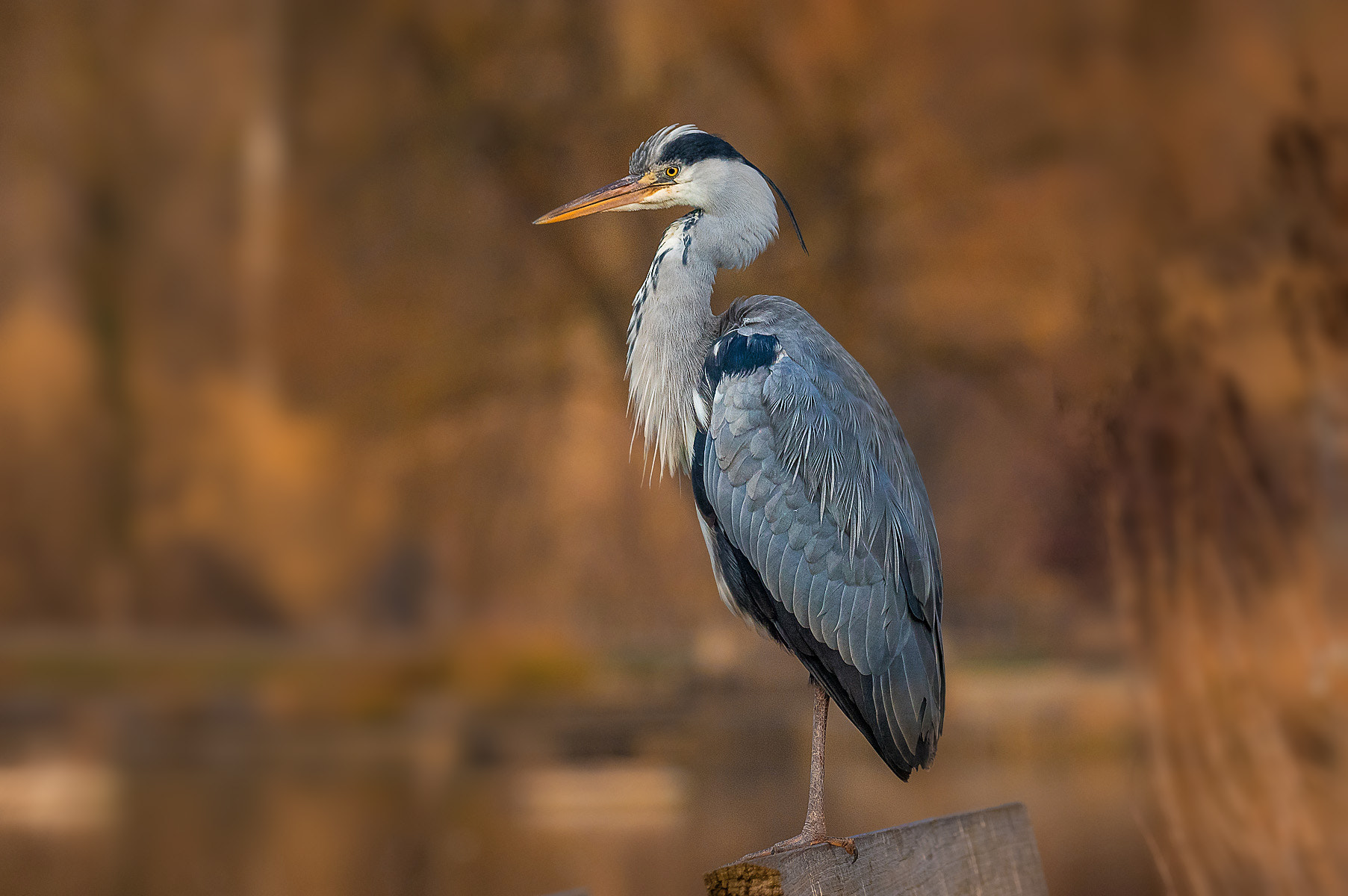 Pentax K-3 sample photo. Heron in morning light photography