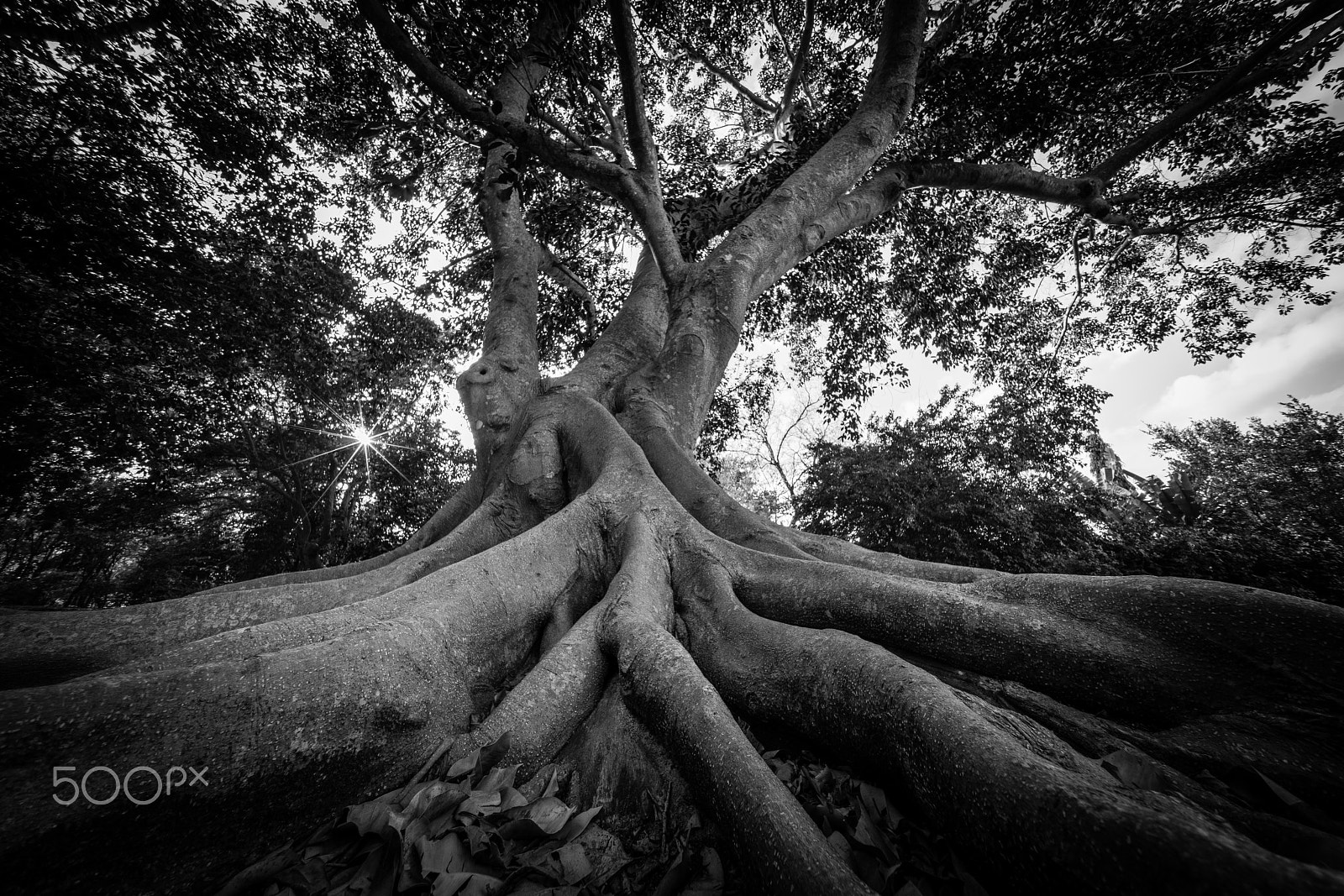 Voigtlander HELIAR-HYPER WIDE 10mm F5.6 sample photo. Deeply rooted photography