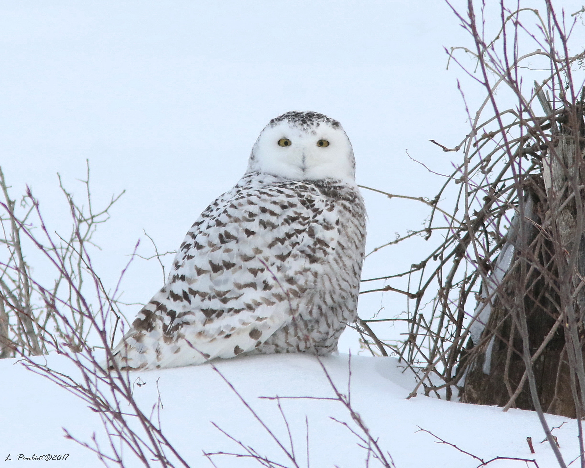 Canon EF 300mm F4L IS USM sample photo. Snowy owl relaxing / harfang au repos photography