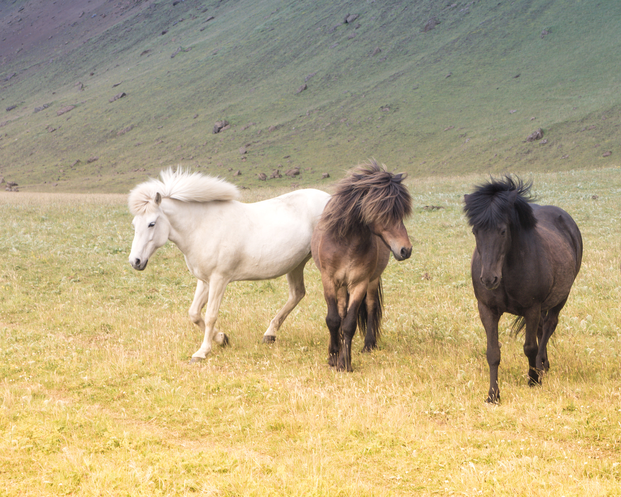 Sony Alpha NEX-7 + Sony E 18-55mm F3.5-5.6 OSS sample photo. Icelandic horses - 3 photography