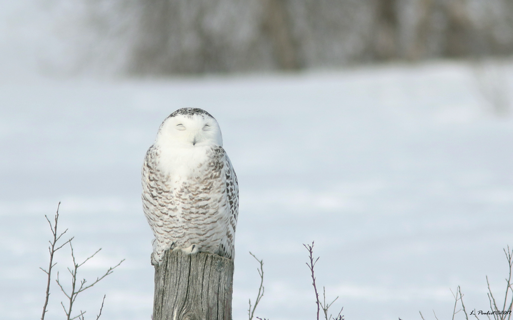 Canon EF 300mm F4L IS USM sample photo. Snowy owl on the sun / harfang au soleil photography