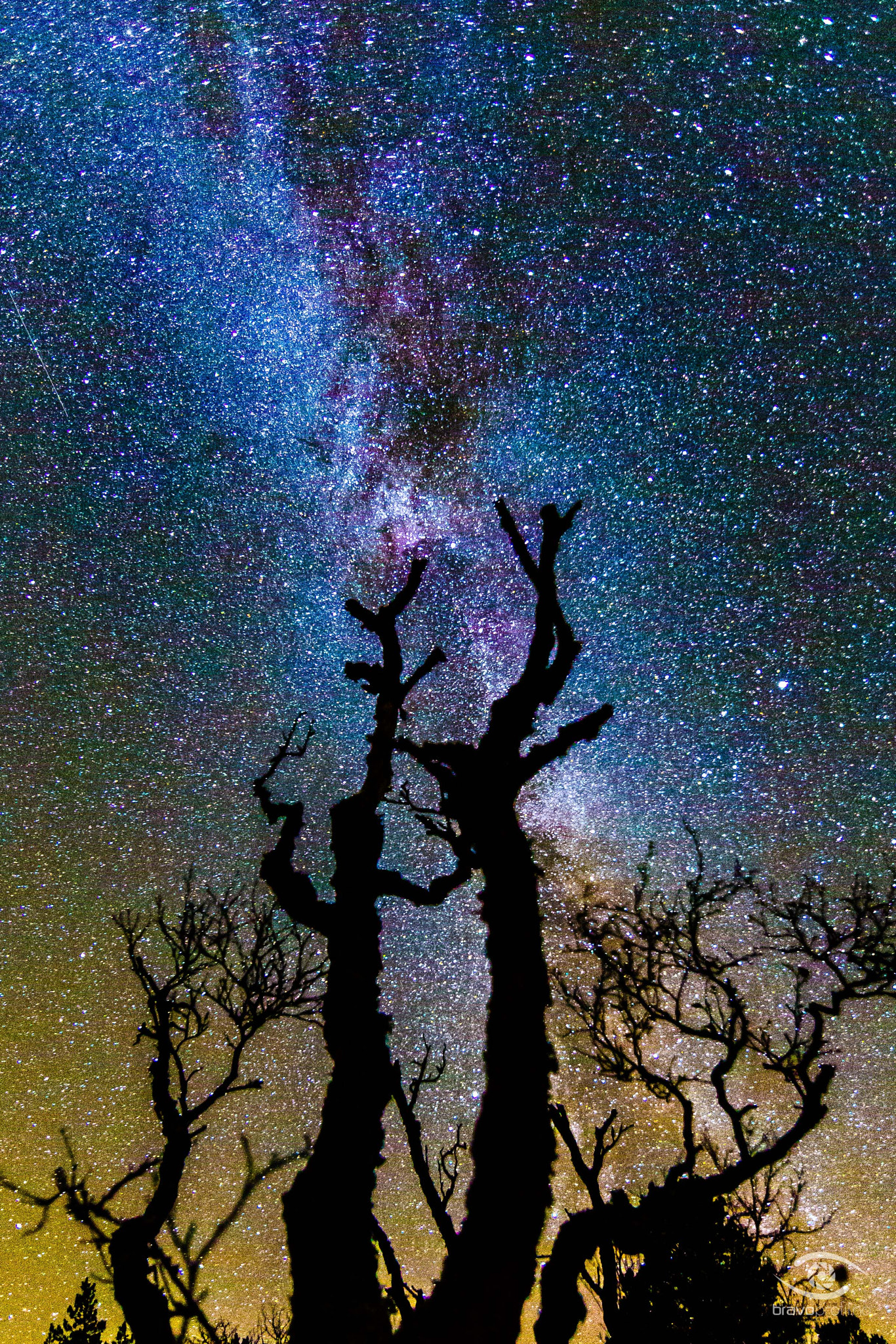 Canon EOS 6D + Canon EF 14mm F2.8L II USM sample photo. Dead tree in the milky way photography