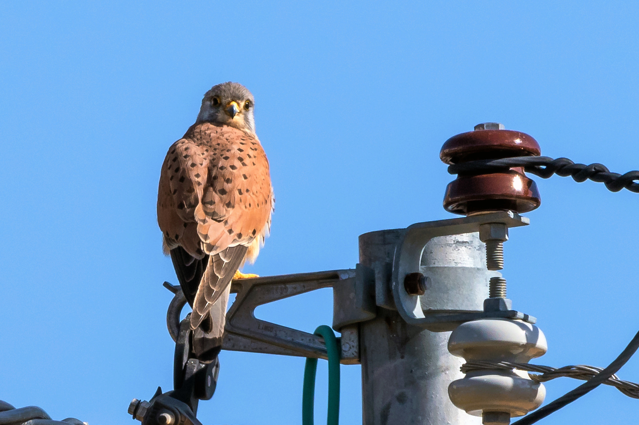 Sigma 150-600mm F5-6.3 DG OS HSM | C sample photo. Kestrel photography