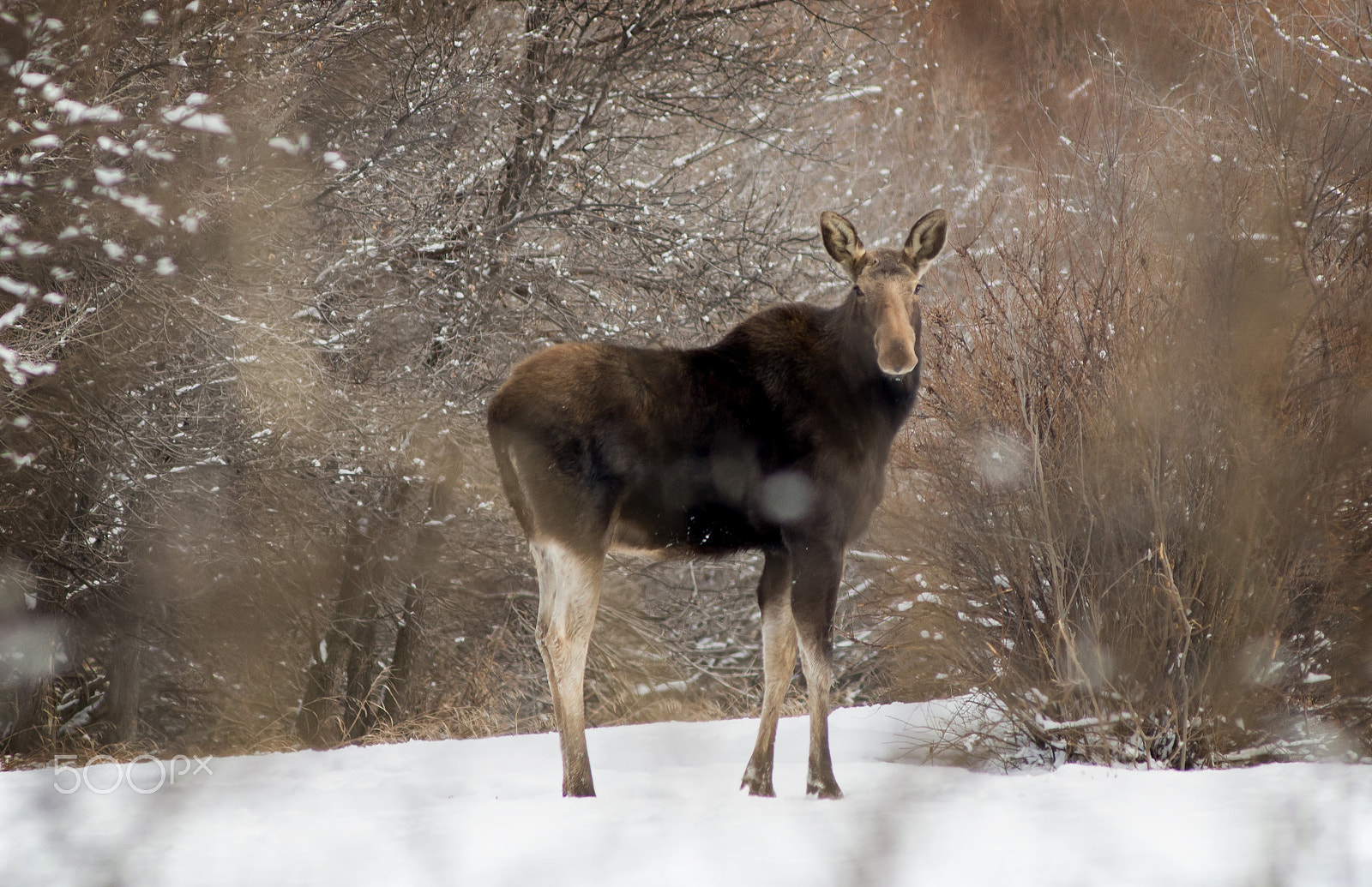 Nikon AF-Nikkor 80-200mm F2.8D ED sample photo. Cow moose photography