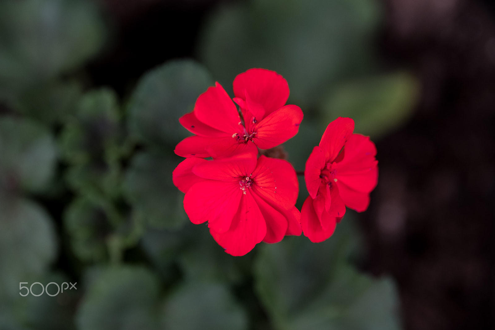 Fujifilm X-Pro2 sample photo. Geranium photography