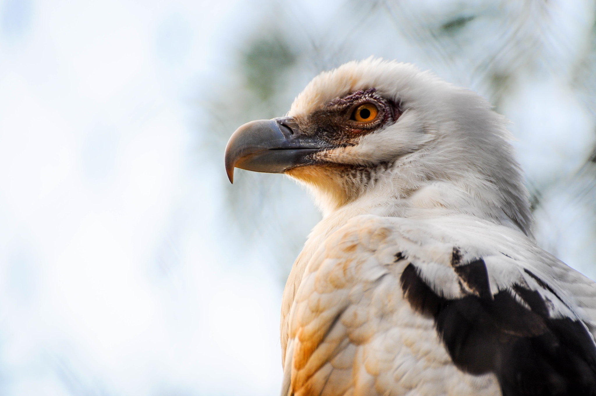 Nikon D5000 sample photo. Eagle alone in the forest photography