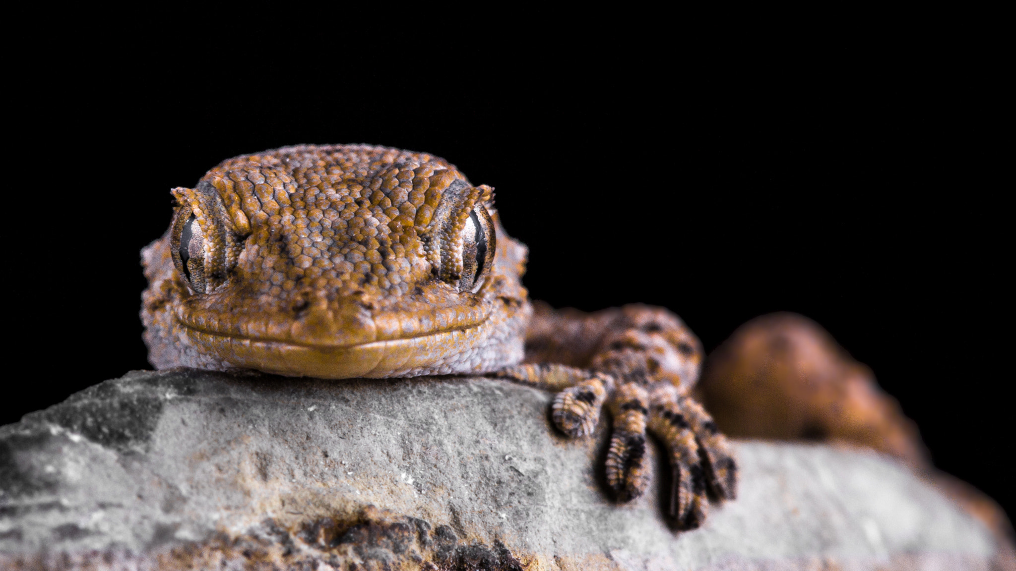 Canon EF 100mm F2.8 Macro USM sample photo. Hi guys! photography