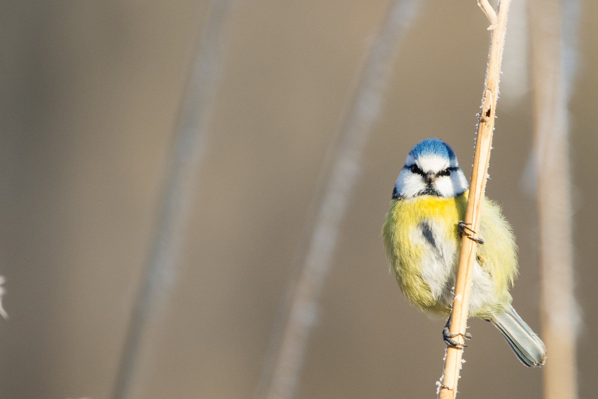 150-600mm F5-6.3 DG OS HSM | Contemporary 015 sample photo. Seedfriend photography