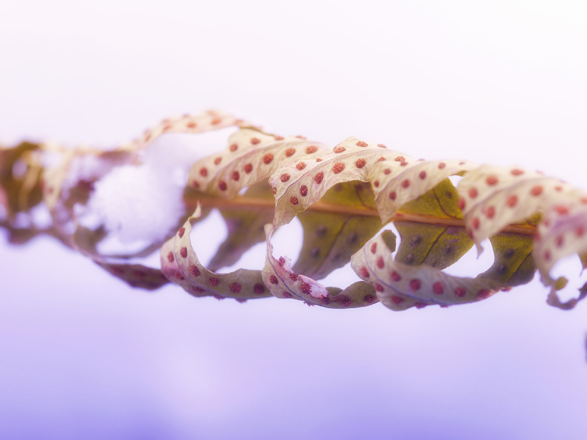 Sigma 105mm F2.8 EX DG OS HSM sample photo. Curled up photography