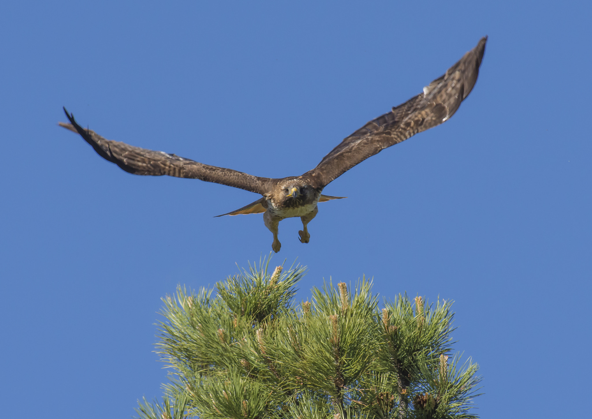 Nikon AF-S Nikkor 300mm F2.8G ED VR II sample photo