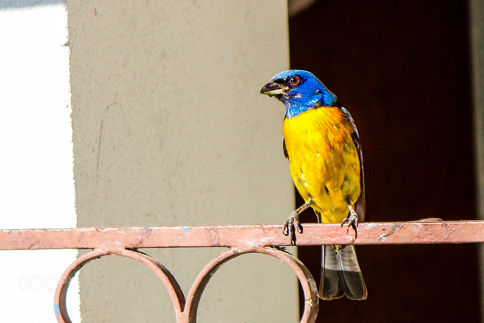 Canon EF-S 55-250mm F4-5.6 IS sample photo. Assanço2 photography