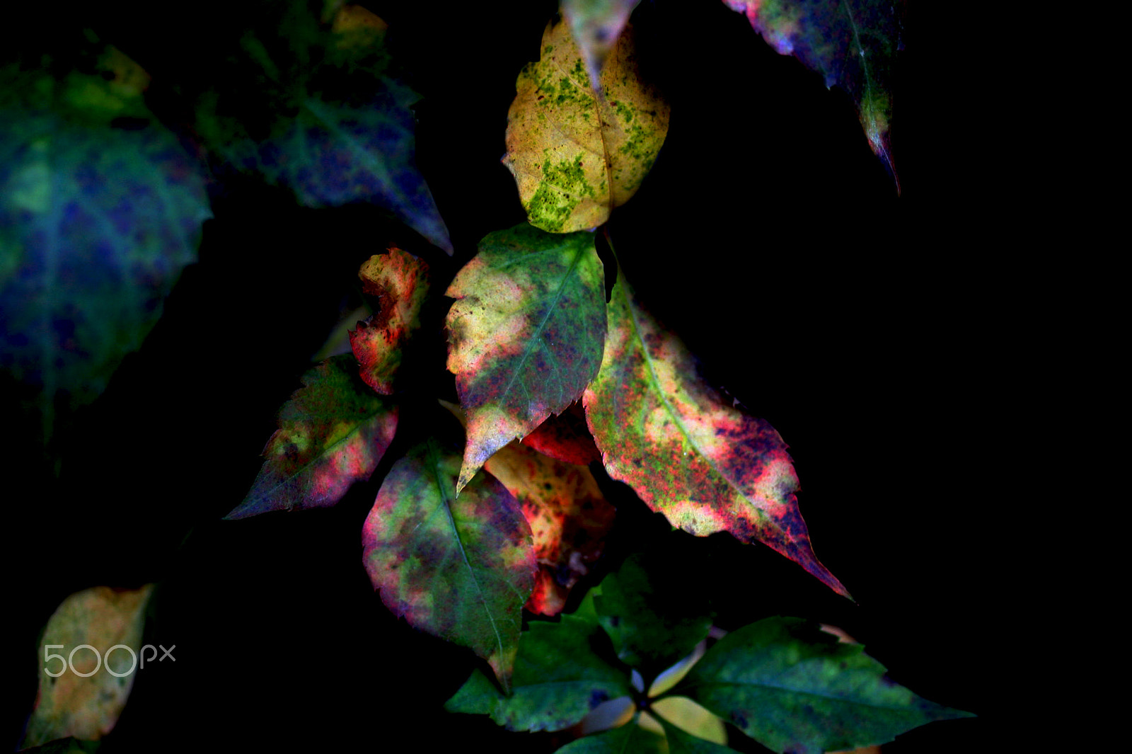 Canon EOS 40D sample photo. Rainbow leaves photography
