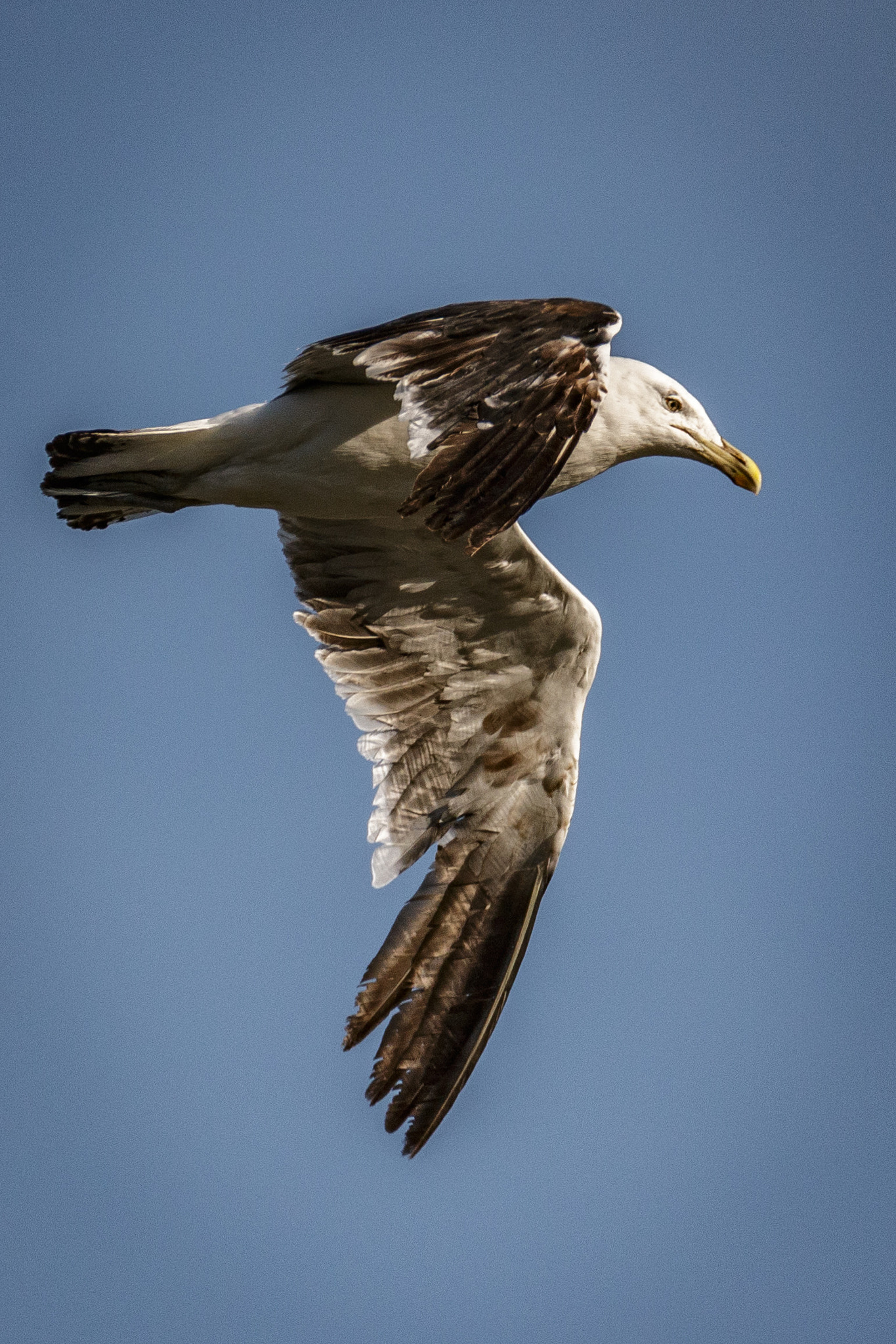 Sigma 150-600mm F5-6.3 DG OS HSM | C sample photo. Seagull in flight photography