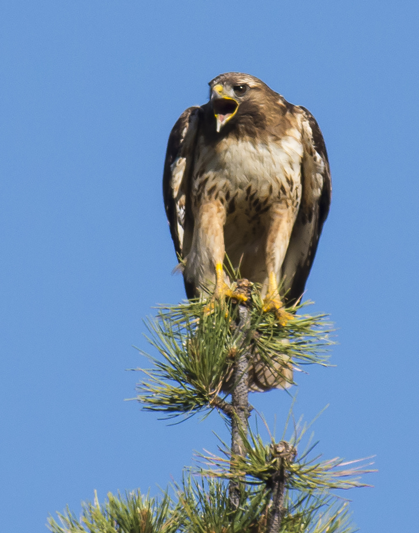 Nikon AF-S Nikkor 300mm F2.8G ED VR II sample photo