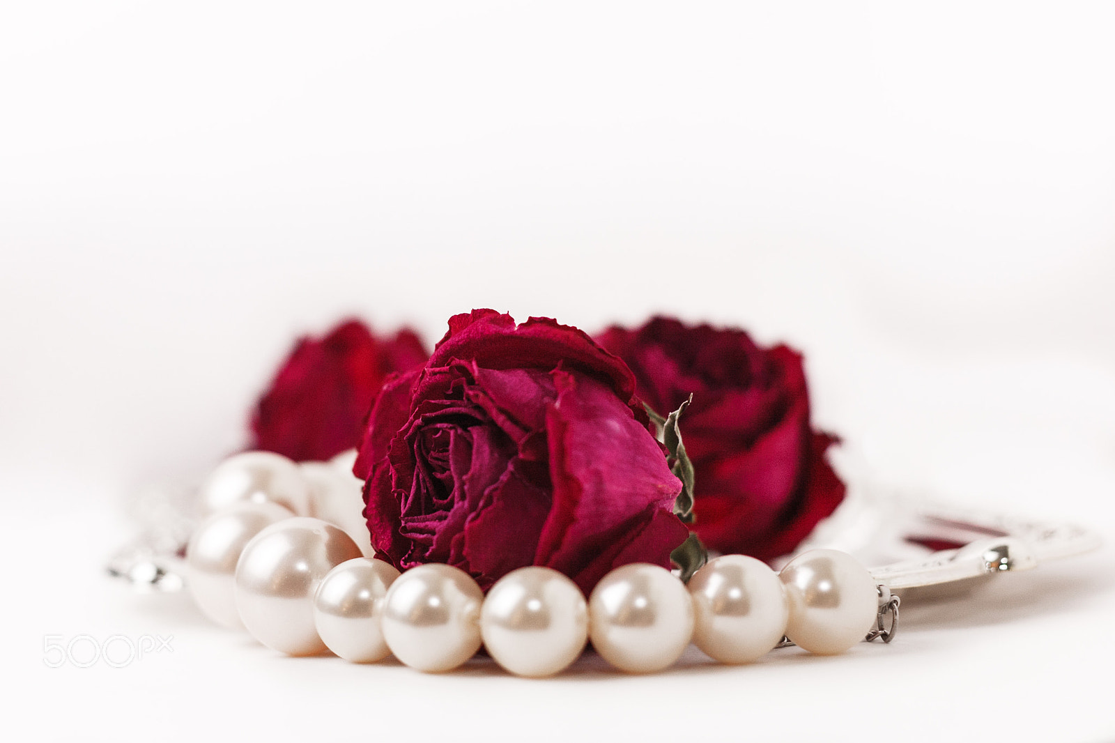 Canon EOS 5D + Canon EF 50mm F1.8 II sample photo. Rose with photography
