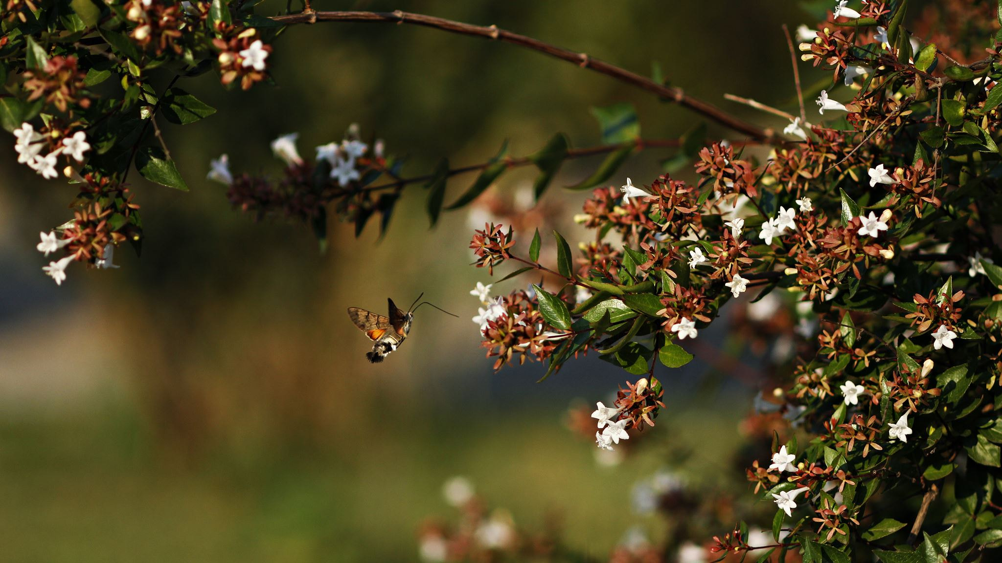 Canon EOS 60D + Canon EF 100mm F2.8 Macro USM sample photo. Mg photography