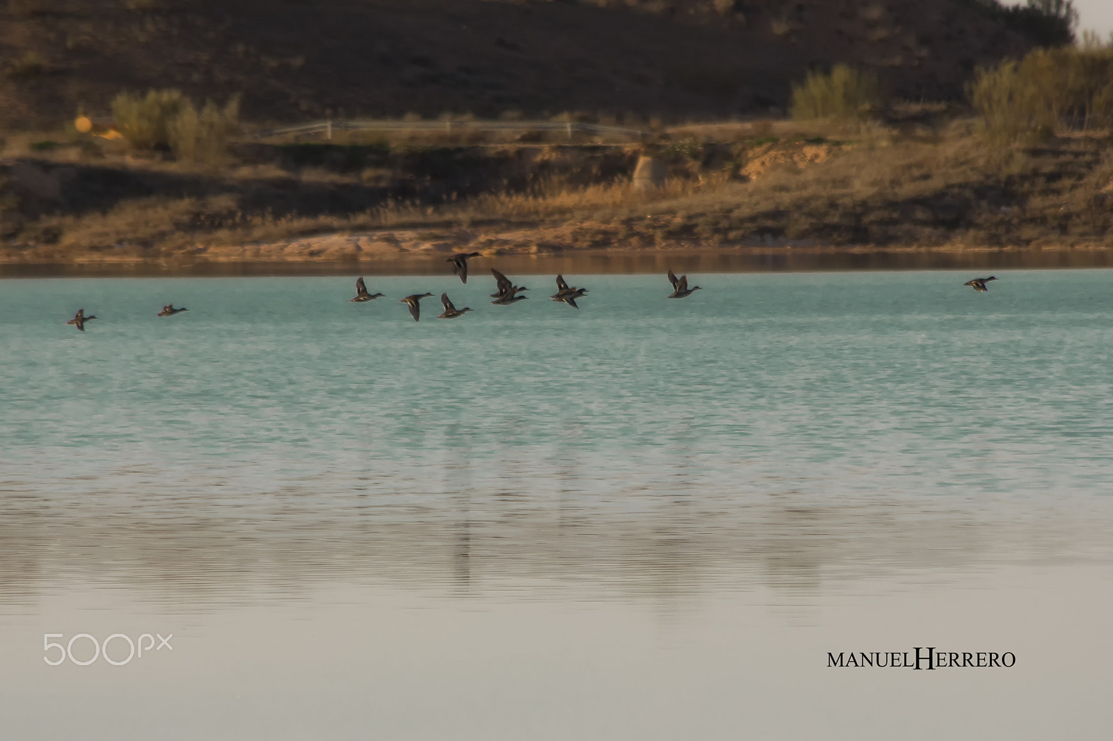 Canon EF 70-300mm F4-5.6 IS USM sample photo. Volando voy... photography