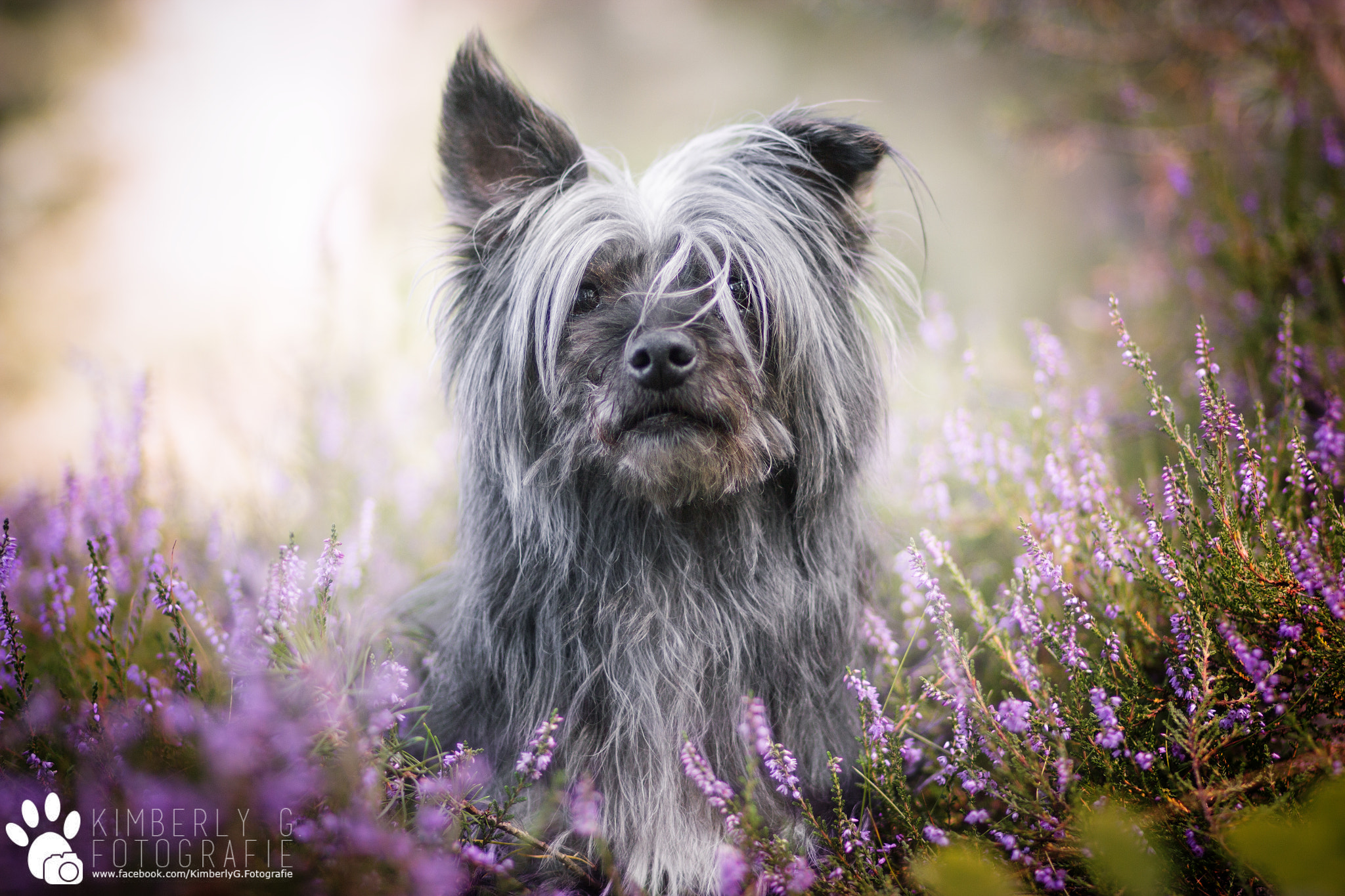 Canon EOS 600D (Rebel EOS T3i / EOS Kiss X5) + Canon EF 85mm F1.8 USM sample photo. Balou <3 photography