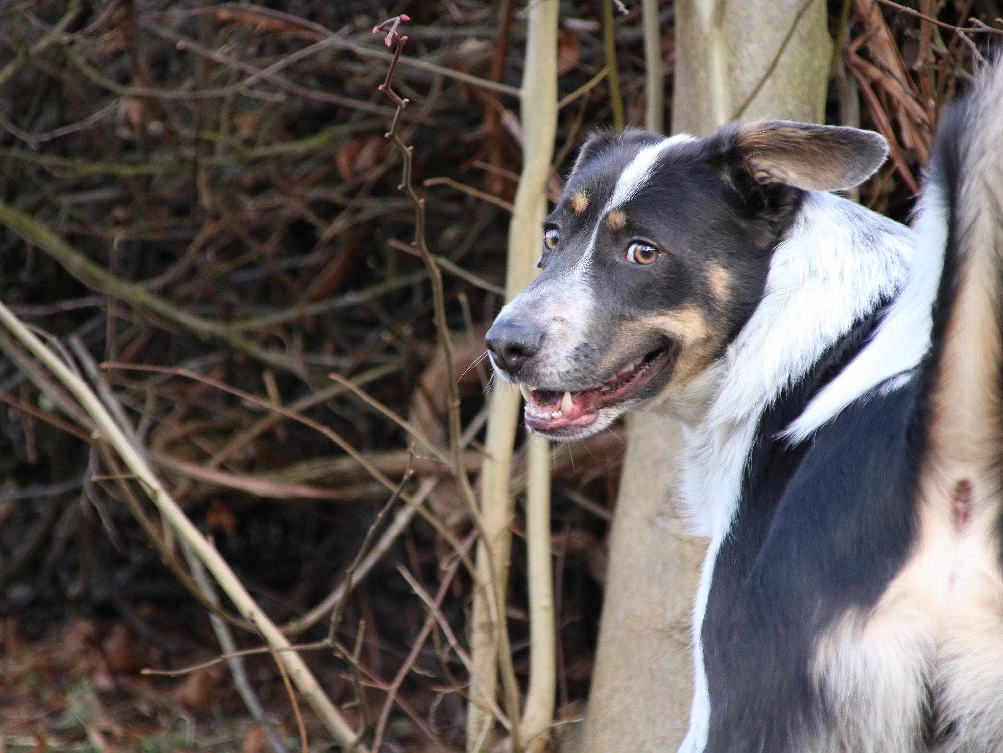 Canon EOS 760D (EOS Rebel T6s / EOS 8000D) + Canon TS-E 90mm F2.8 Tilt-Shift sample photo. "bilbo" photography