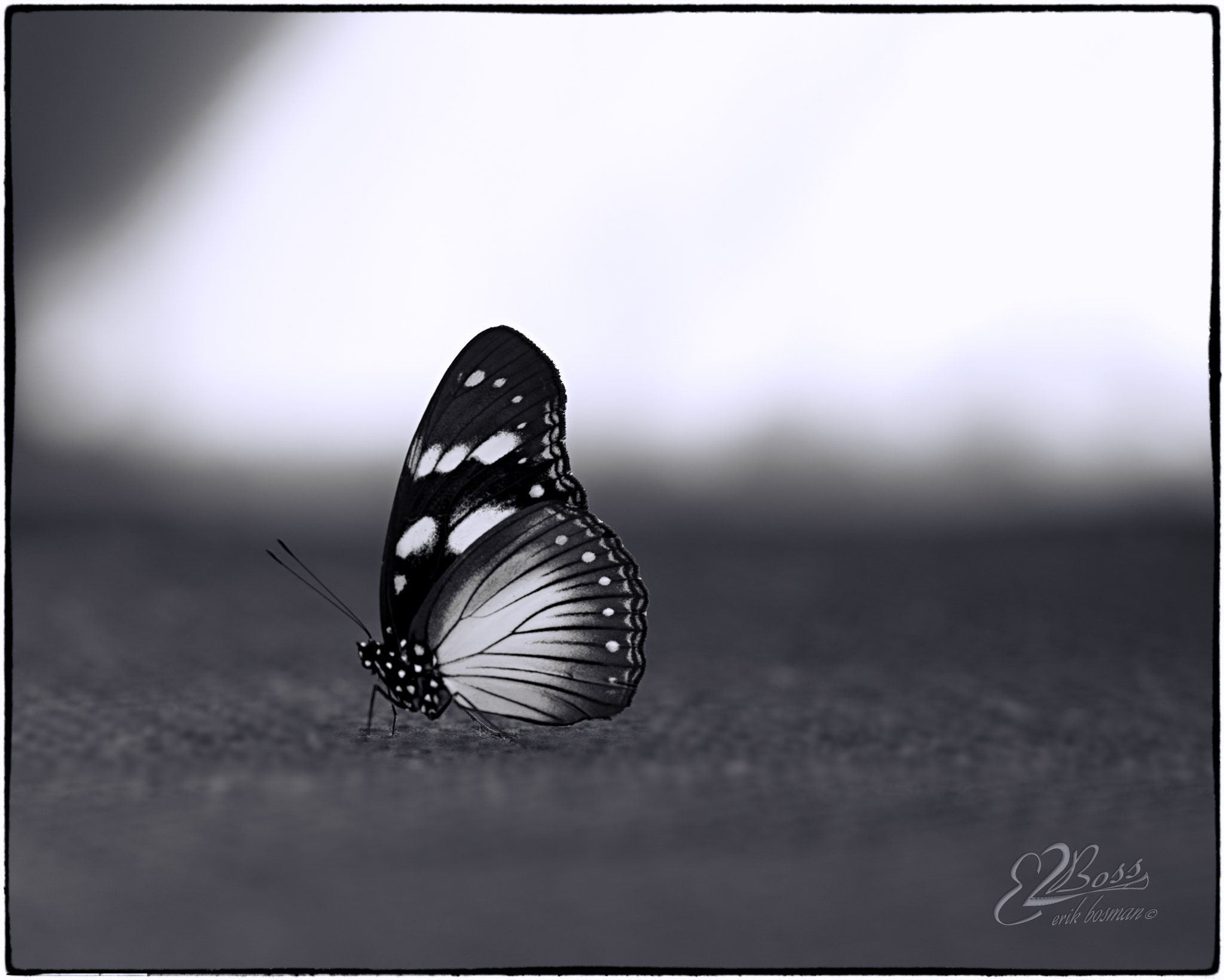 Nikon D610 sample photo. B&w butterfly photography