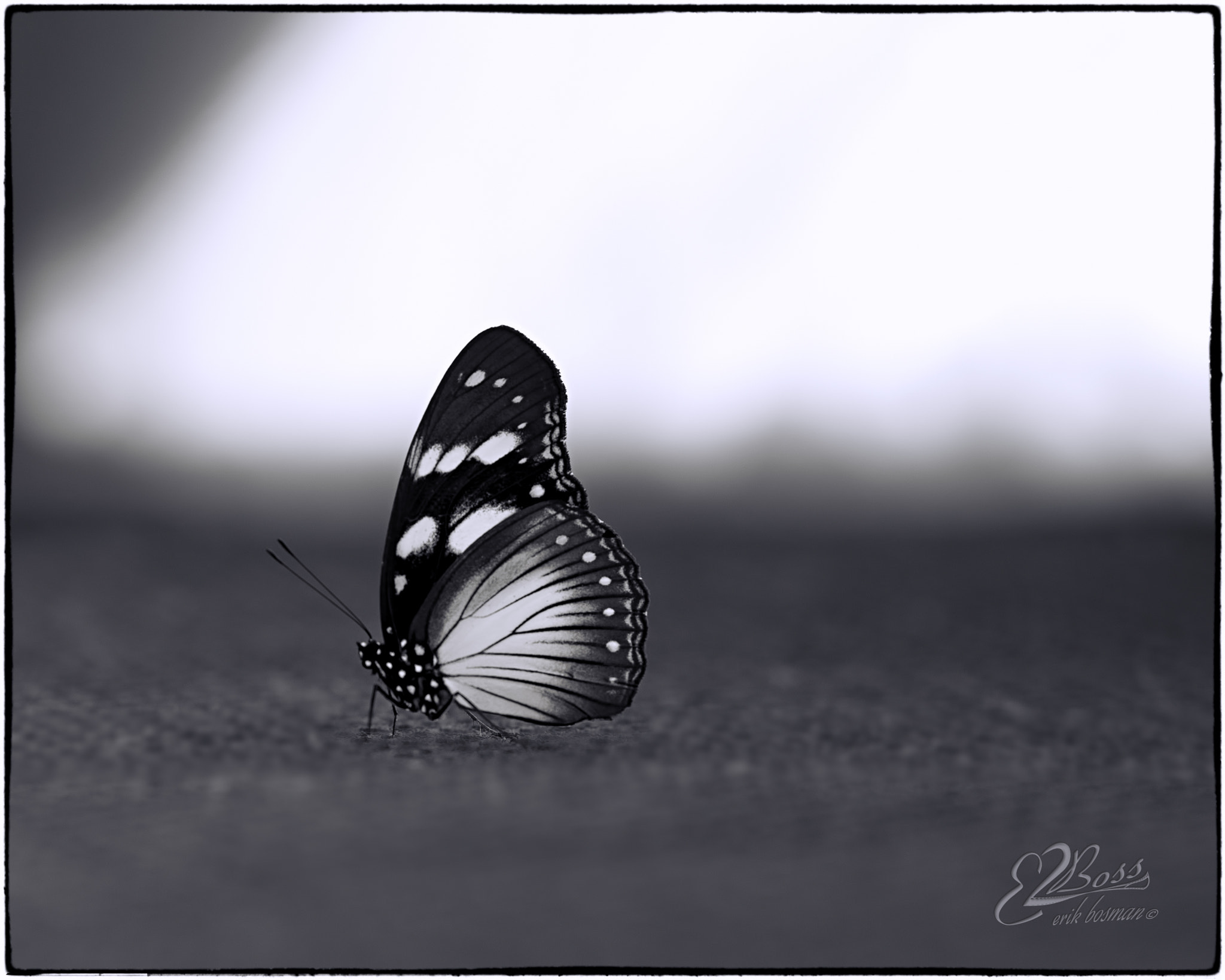 Nikon D610 + Tamron SP 70-200mm F2.8 Di VC USD sample photo. B&w butterfly photography