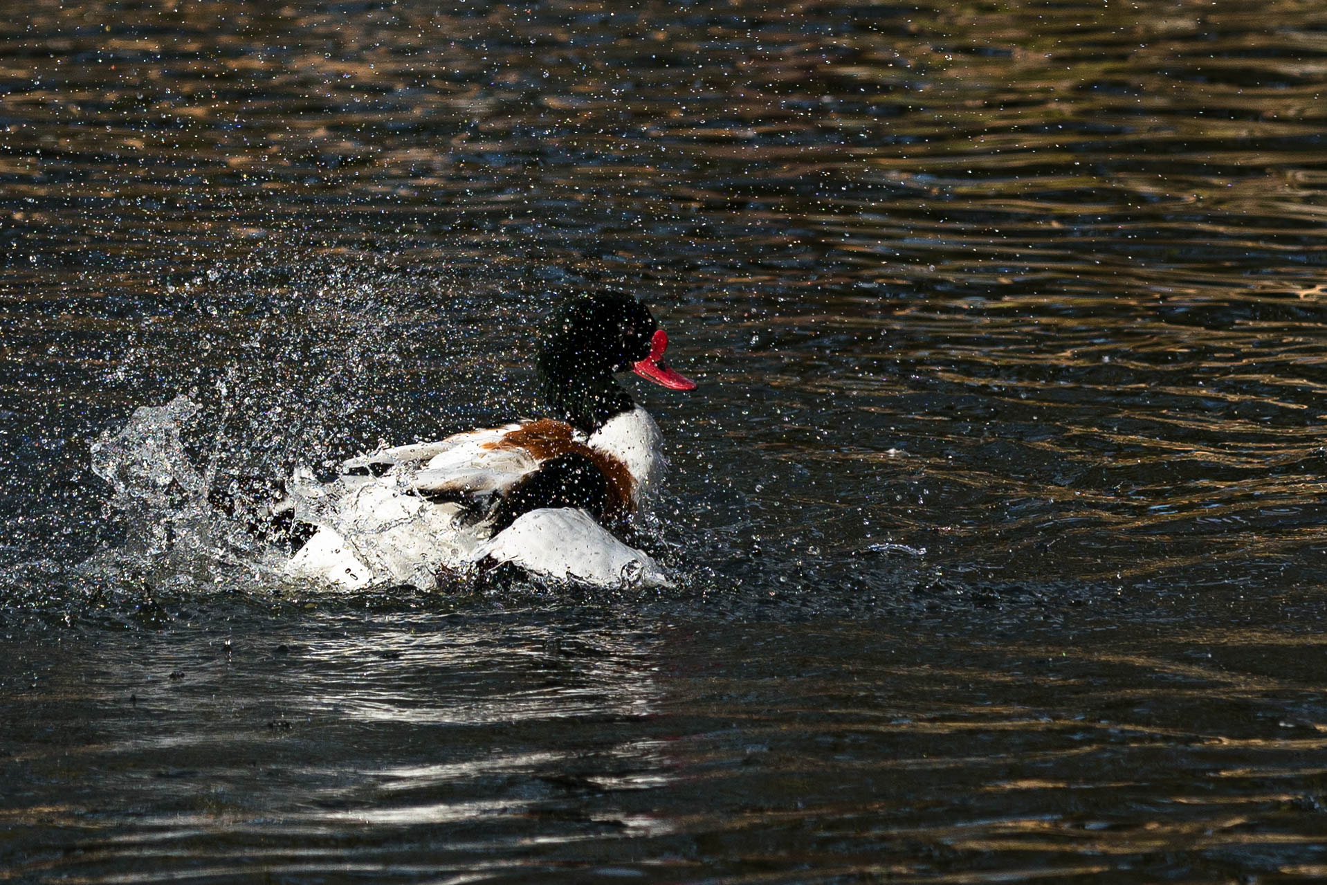 Canon EF 70-200mm F2.8L IS II USM sample photo. Ente photography