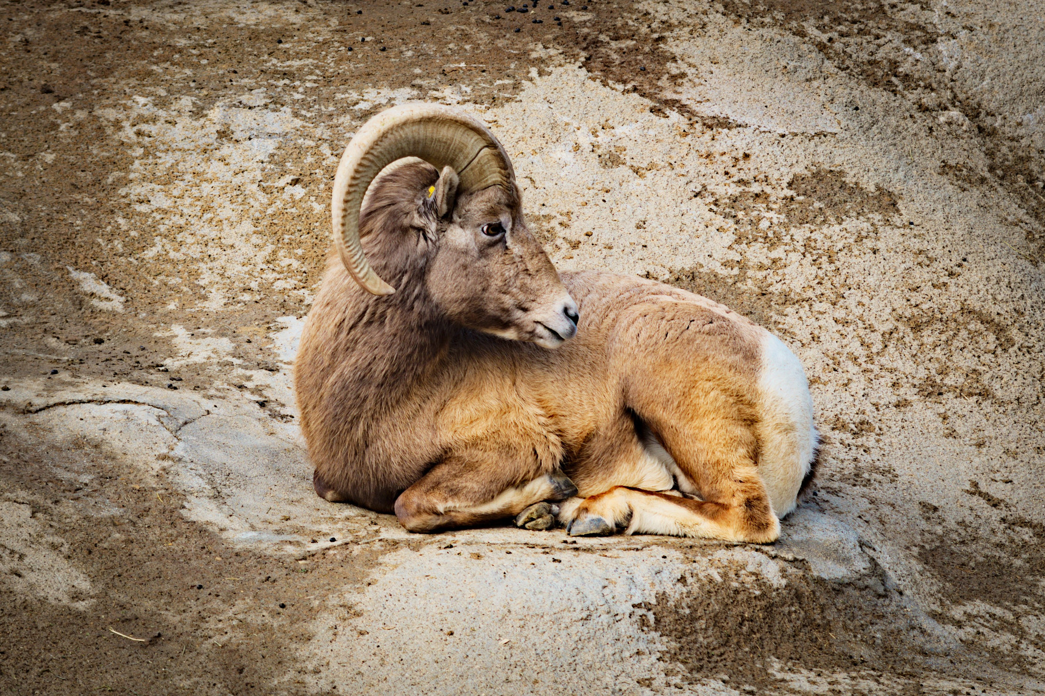 Nikon D800 + AF Zoom-Nikkor 35-135mm f/3.5-4.5 N sample photo. Bighorn sheep photography