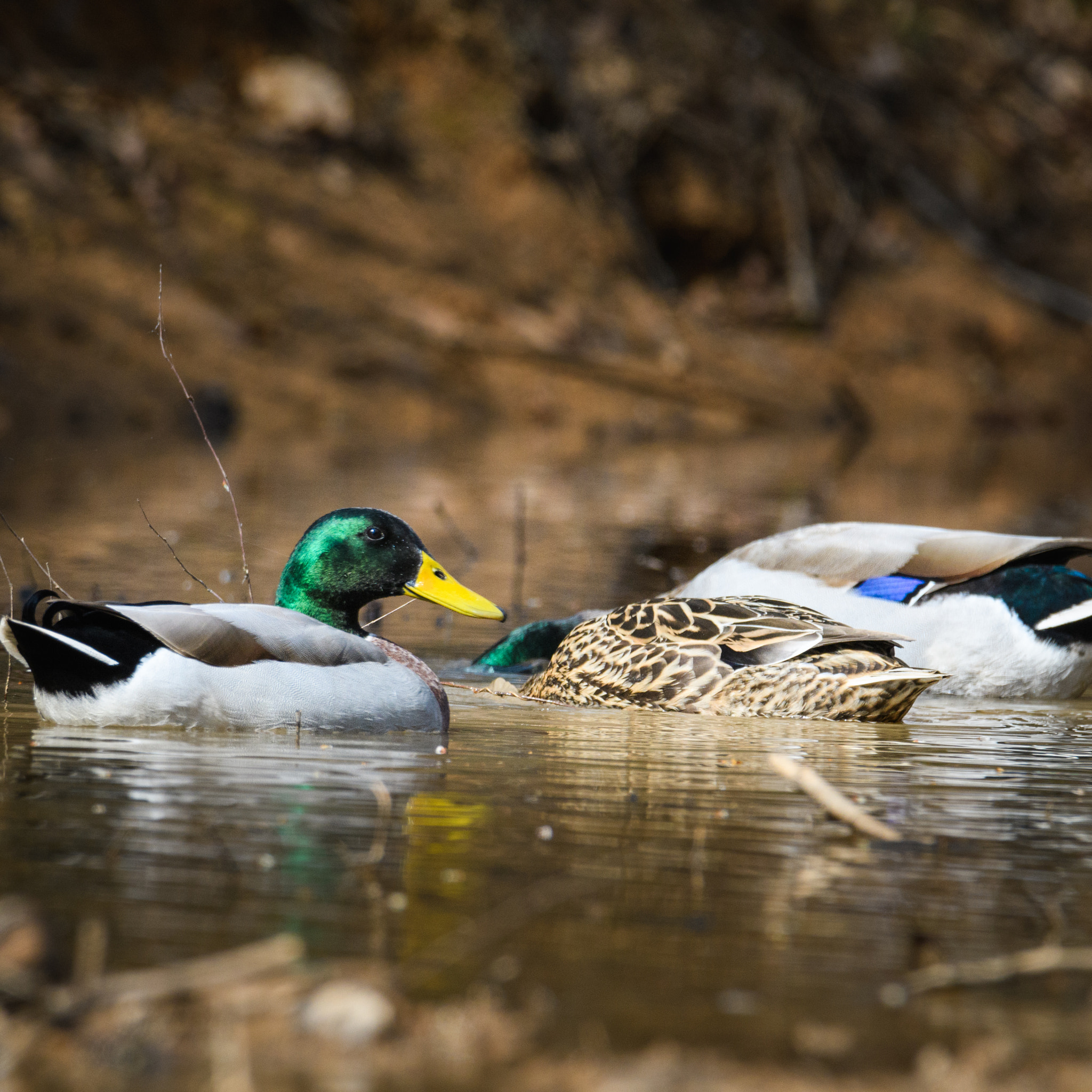 Nikon D500 + Sigma 50mm F2.8 EX DG Macro sample photo. 2 male mallards and a female photography