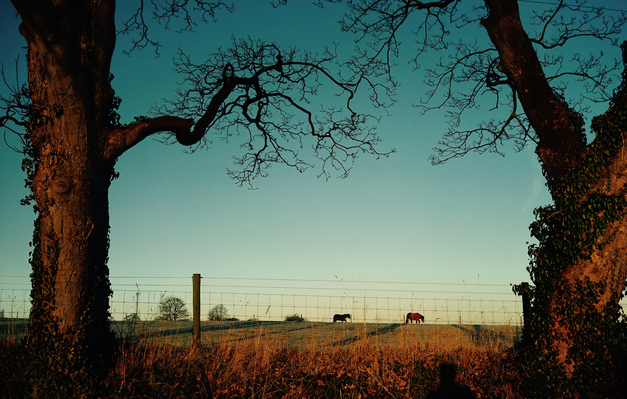 Sony a7 + Sony Sonnar T* FE 35mm F2.8 ZA sample photo. Bring on the empty horses. photography