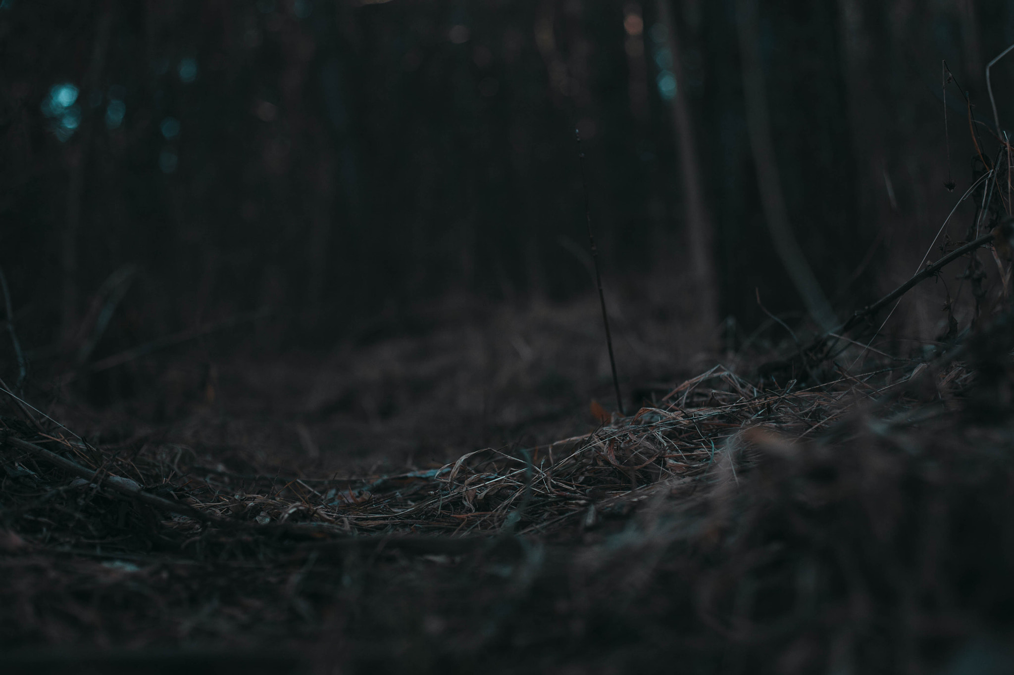 Canon EOS 5D + Canon EF 50mm F1.8 II sample photo. Img photography