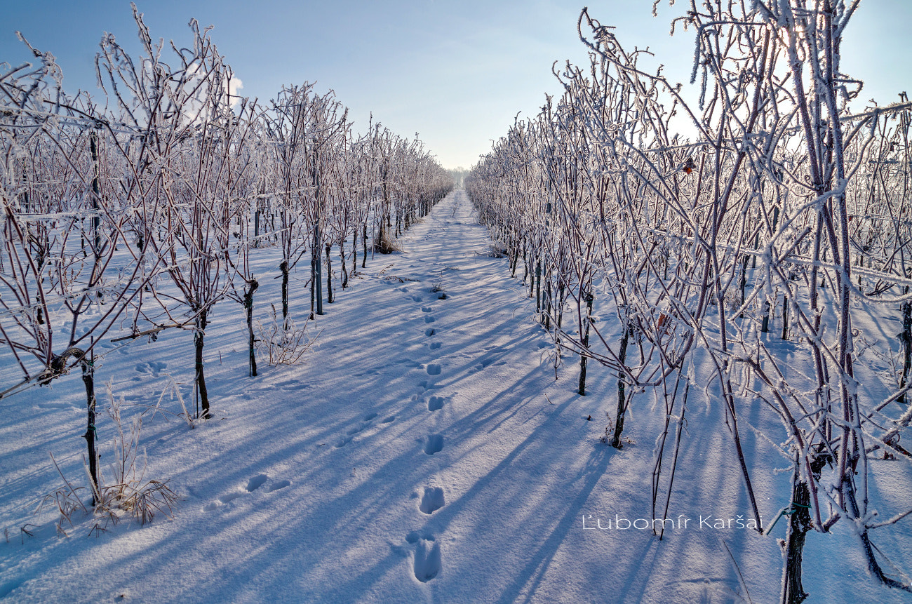 Pentax K-5 sample photo. Vineyard photography