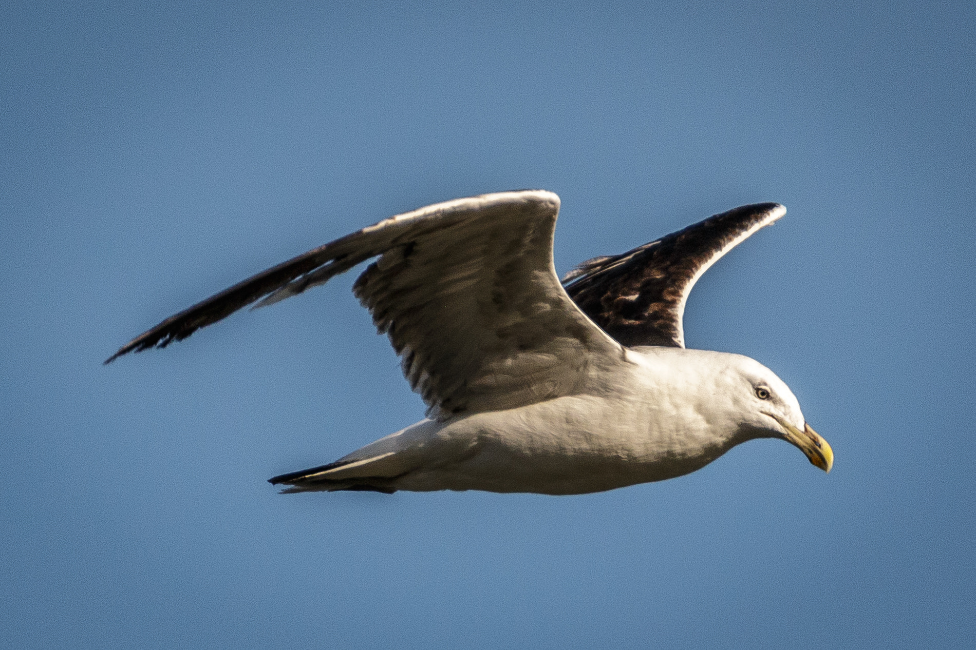 Canon EOS 70D sample photo. Seagull in flight (2) photography