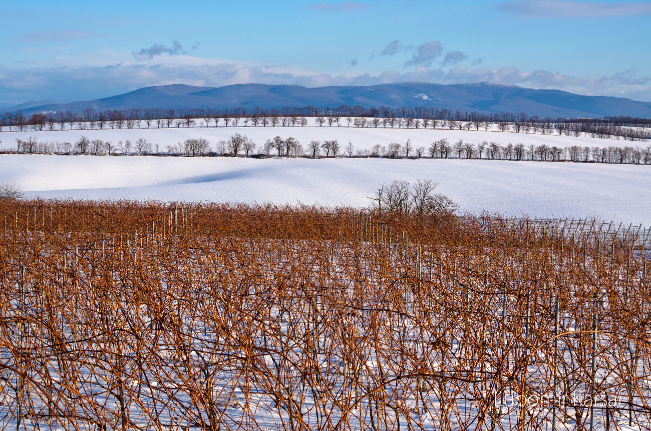 Pentax K-5 sample photo. Vineyard photography