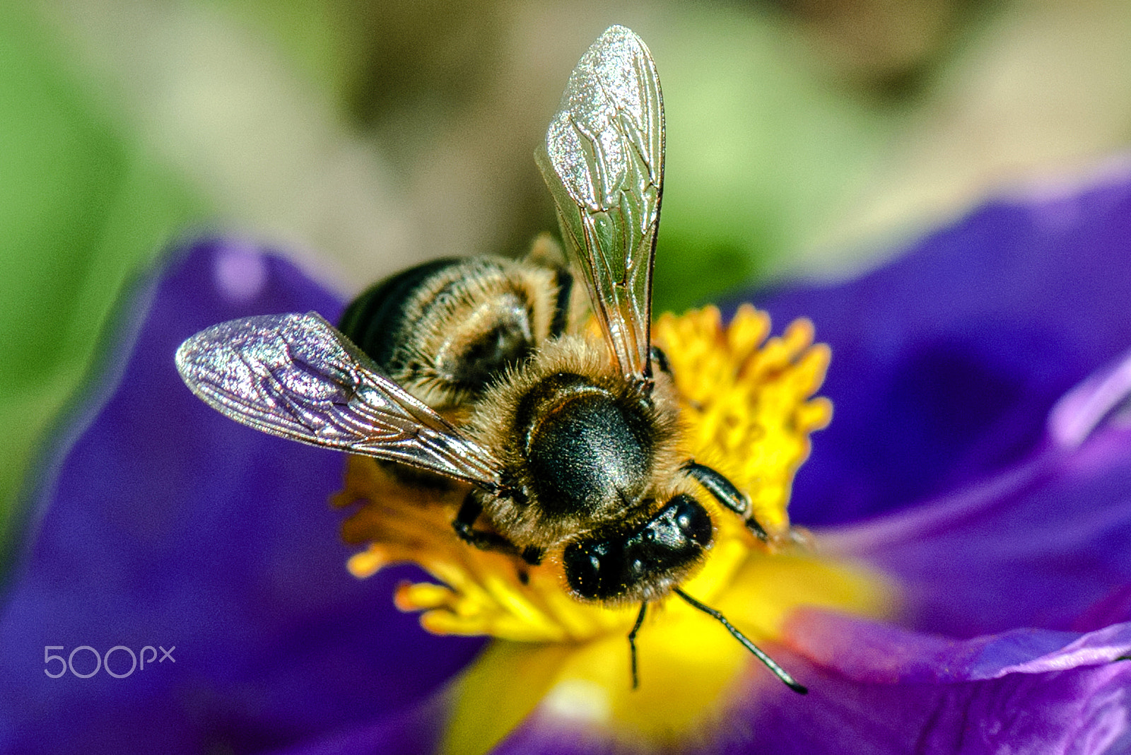 Nikon AF-S Micro-Nikkor 105mm F2.8G IF-ED VR sample photo. Colhendo polen photography
