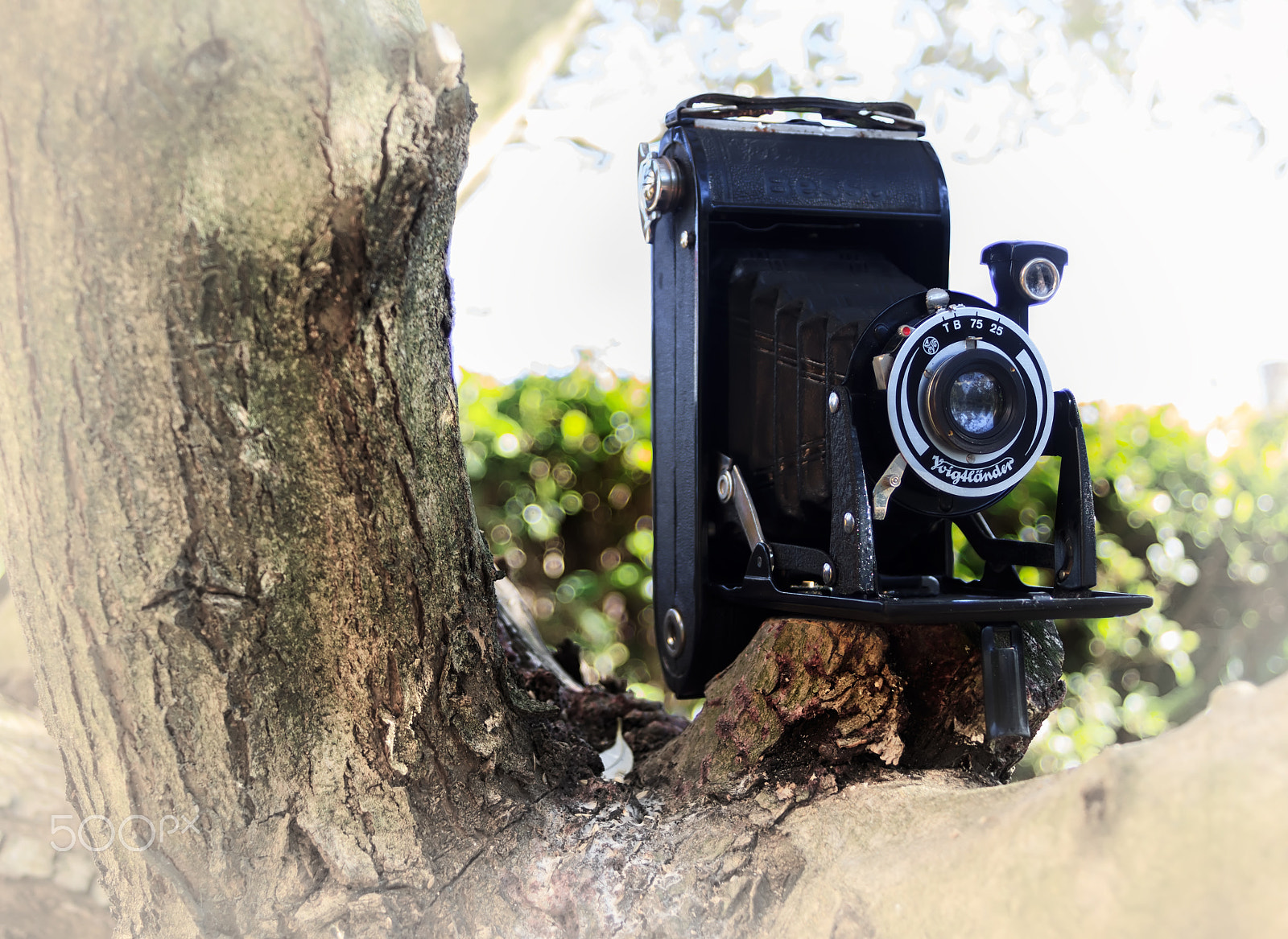 Canon EOS 500D (EOS Rebel T1i / EOS Kiss X3) + Sigma 18-50mm f/3.5-5.6 DC sample photo. Voigtlander bessa photography