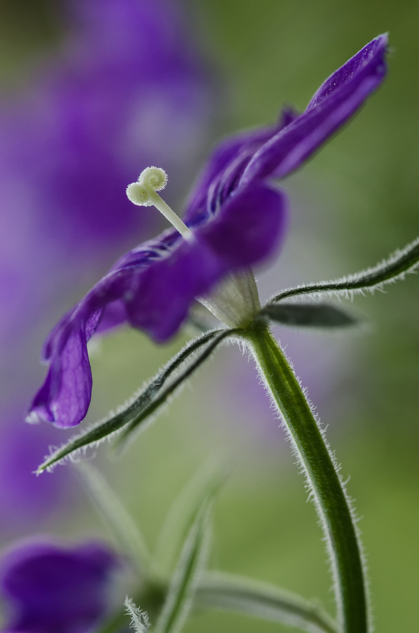 Sigma 105mm F2.8 EX DG OS HSM sample photo. Dsc modifica o photography