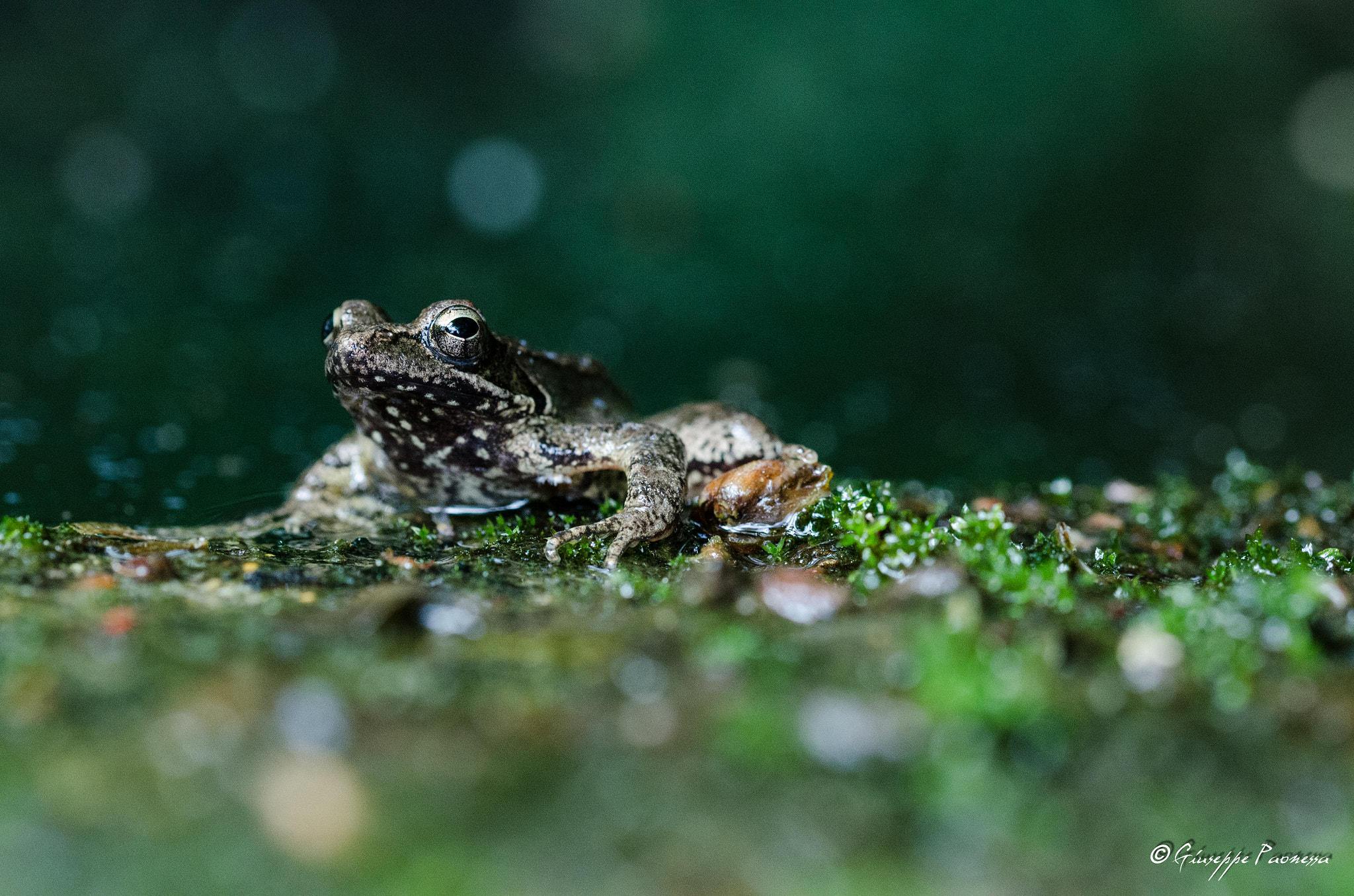 Sigma 105mm F2.8 EX DG OS HSM sample photo. Dsc o photography