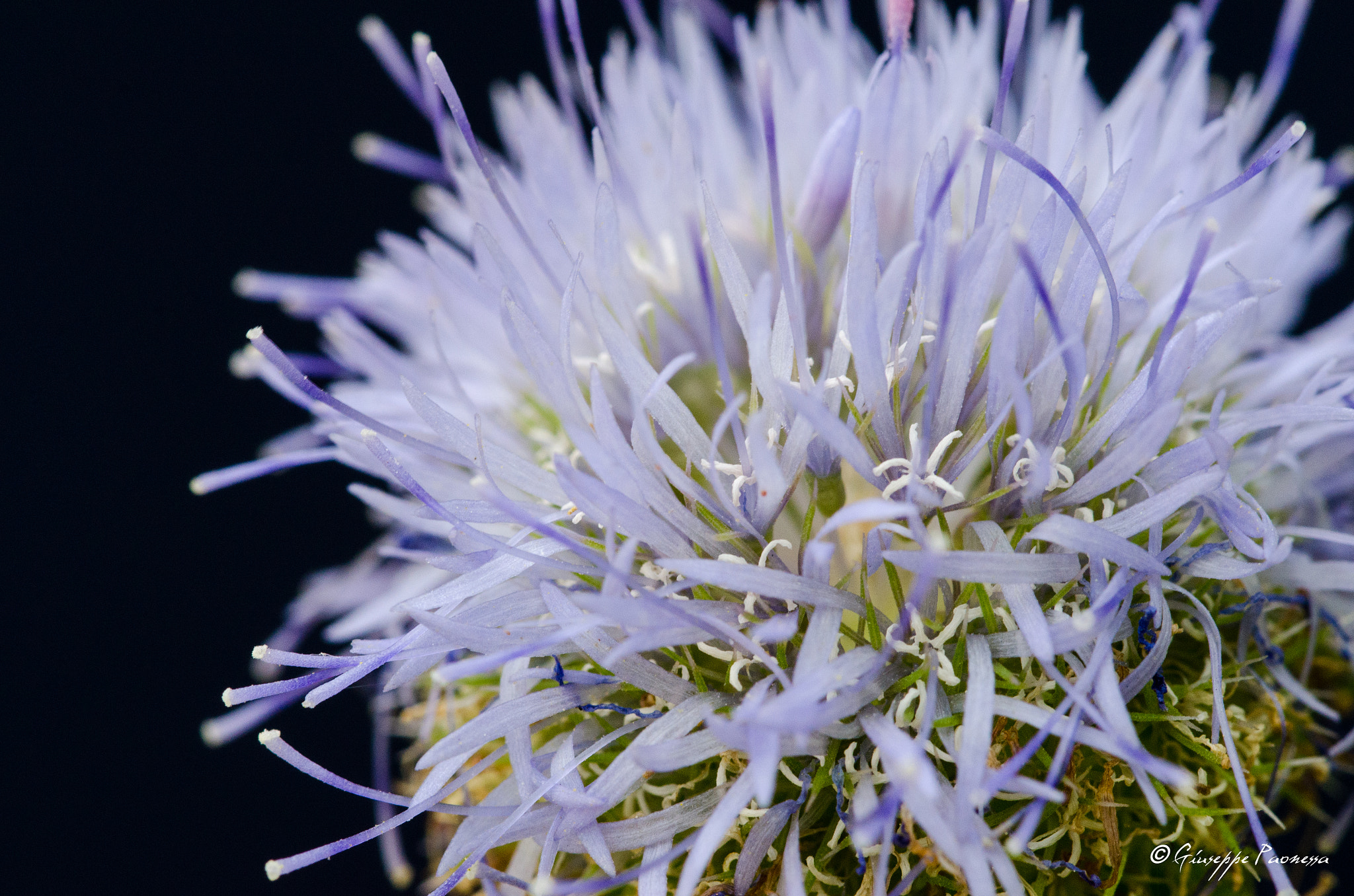 Sigma 105mm F2.8 EX DG OS HSM sample photo. Dsc o photography
