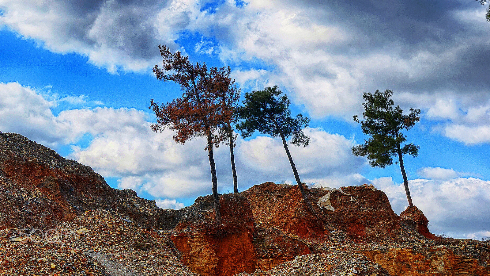 Sony a7 + Sony FE 70-200mm F4 G OSS sample photo. Tree333 photography